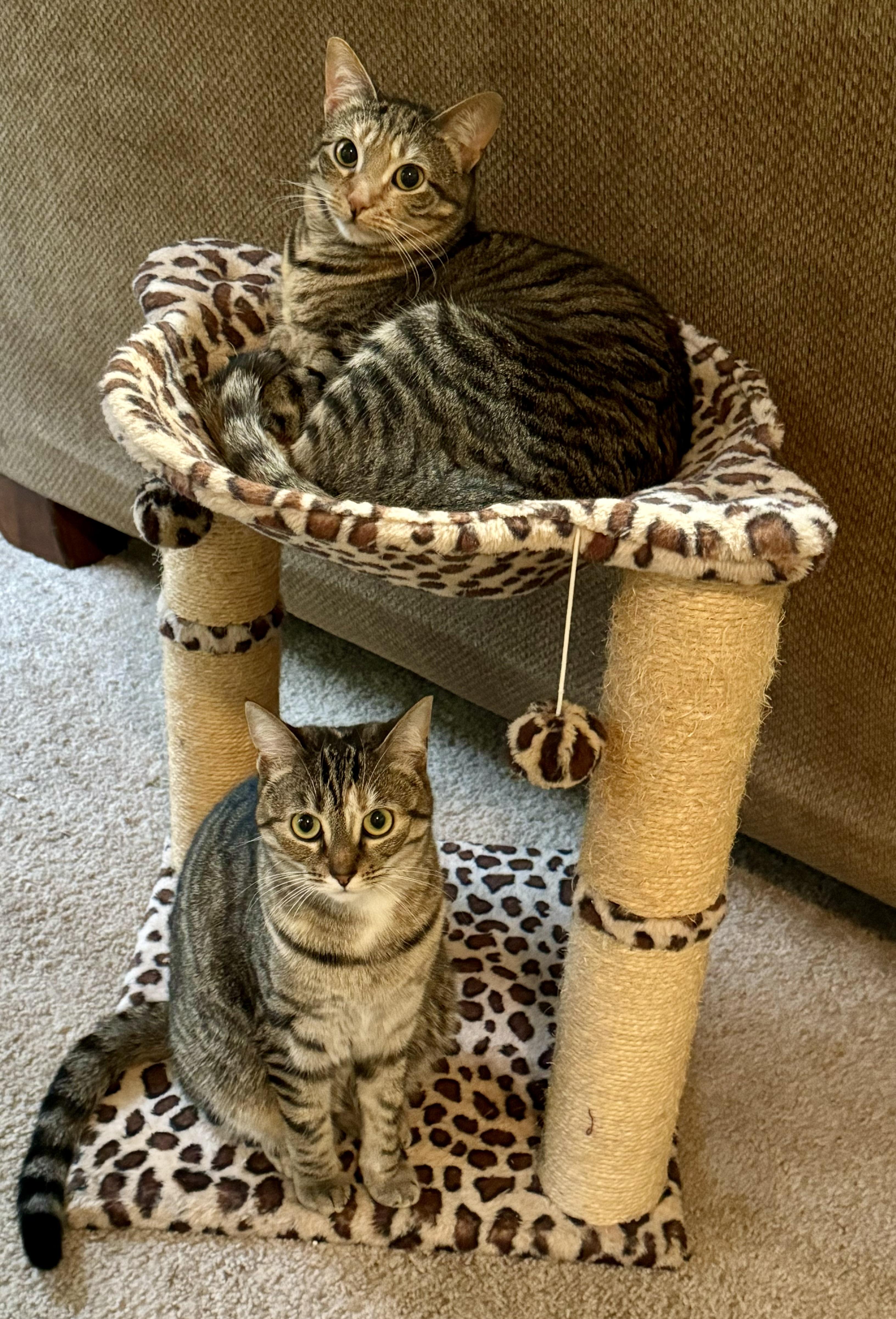 Trixie & Pixie Sisters Bonded Pair