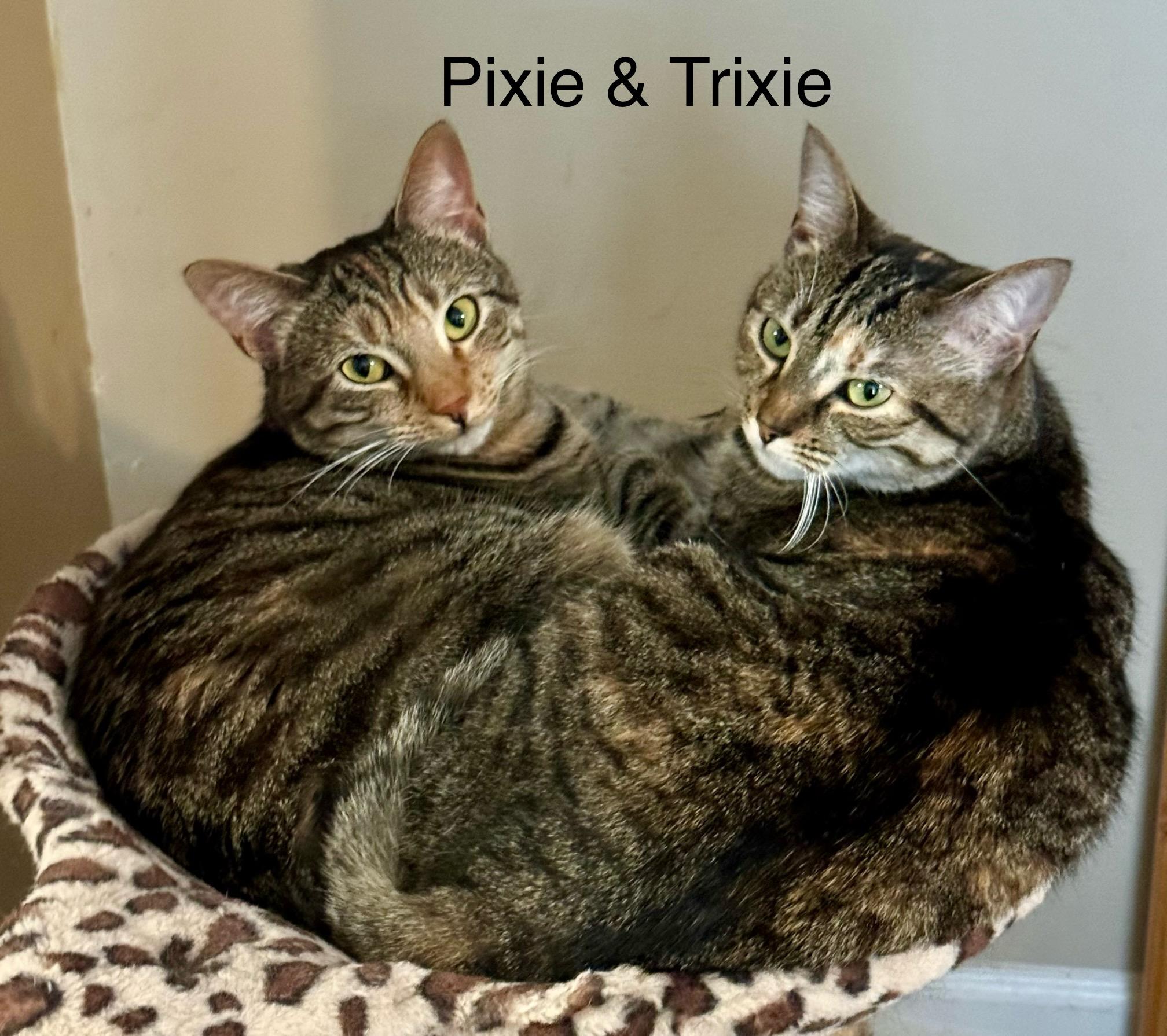 Trixie & Pixie Sisters Bonded Pair