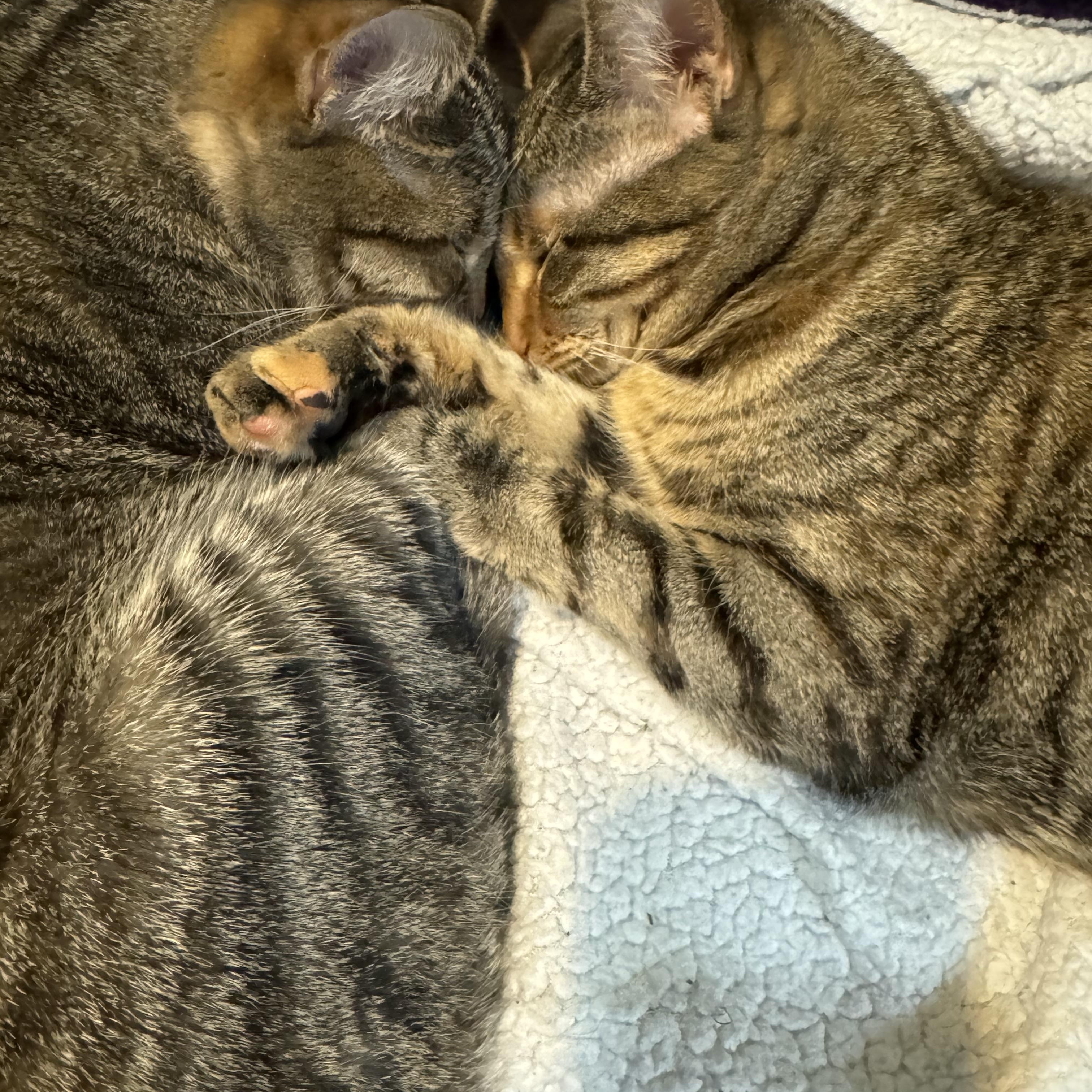 Trixie & Pixie Sisters Bonded Pair