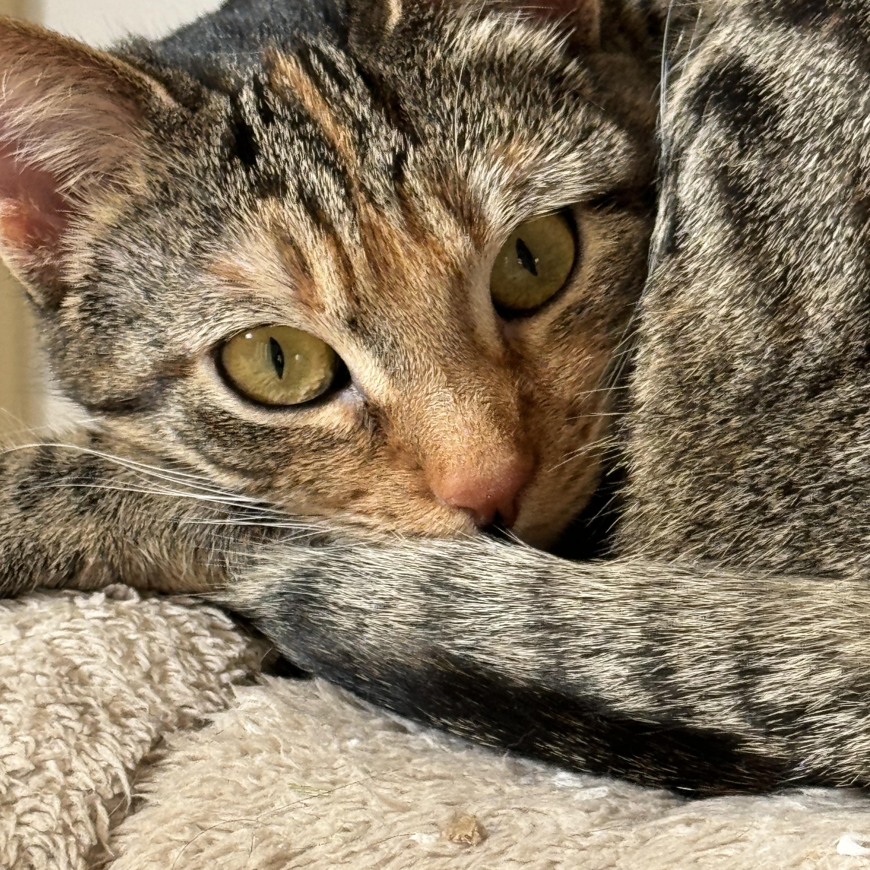 Trixie & Pixie Sisters Bonded Pair