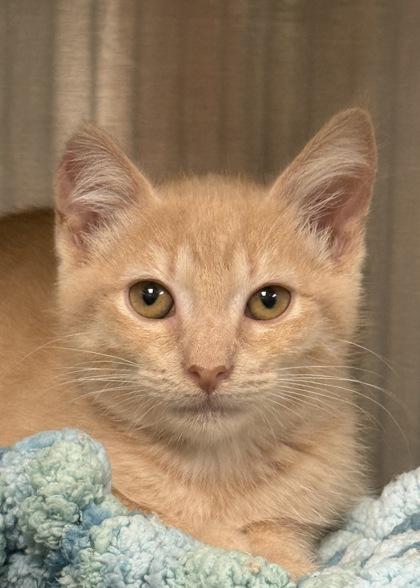Enlarge Drayton 64076, a Adoptable mixed breed in Aiken, SC image 1/1