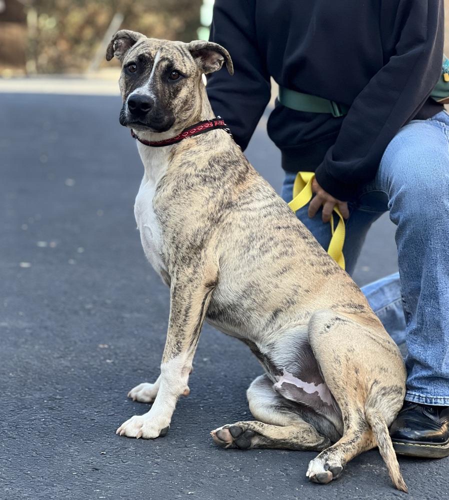 Birch, a Adoptable mixed breed in Jamestown, CA image 1/5