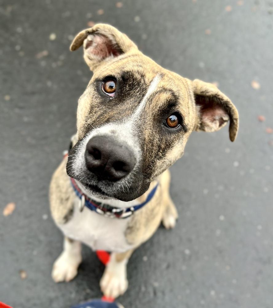 Birch, a Adoptable mixed breed in Jamestown, CA image 2/5