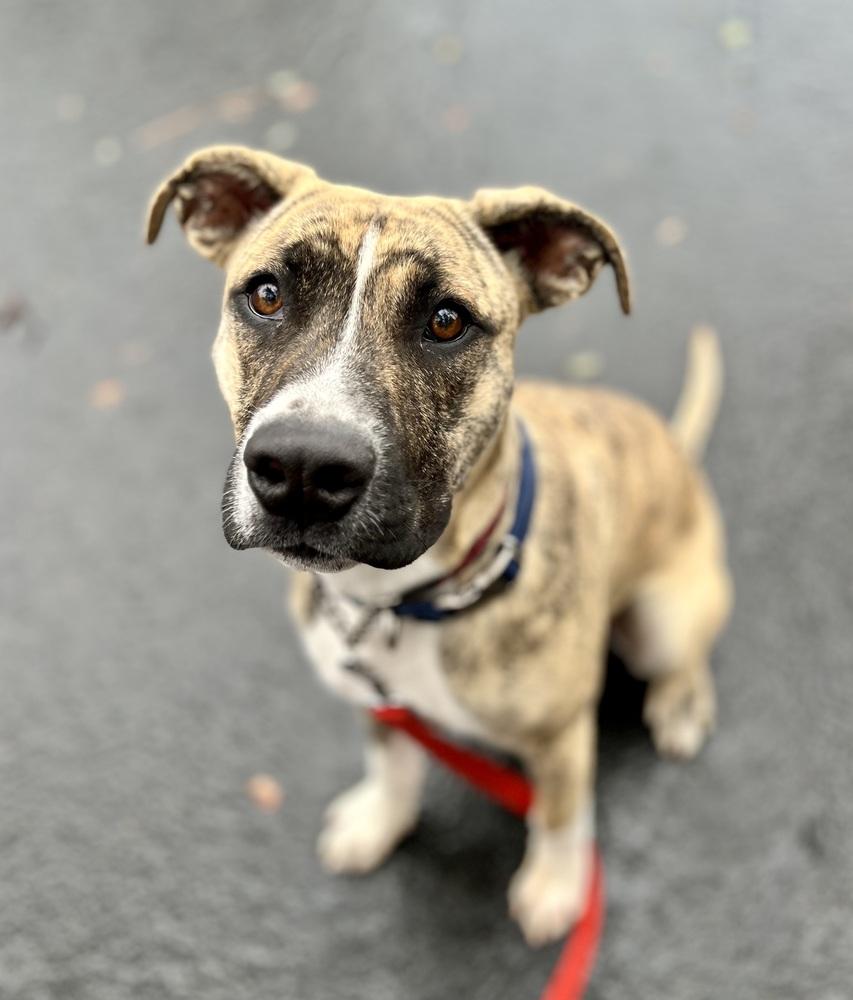 Birch, a Adoptable mixed breed in Jamestown, CA image 3/5