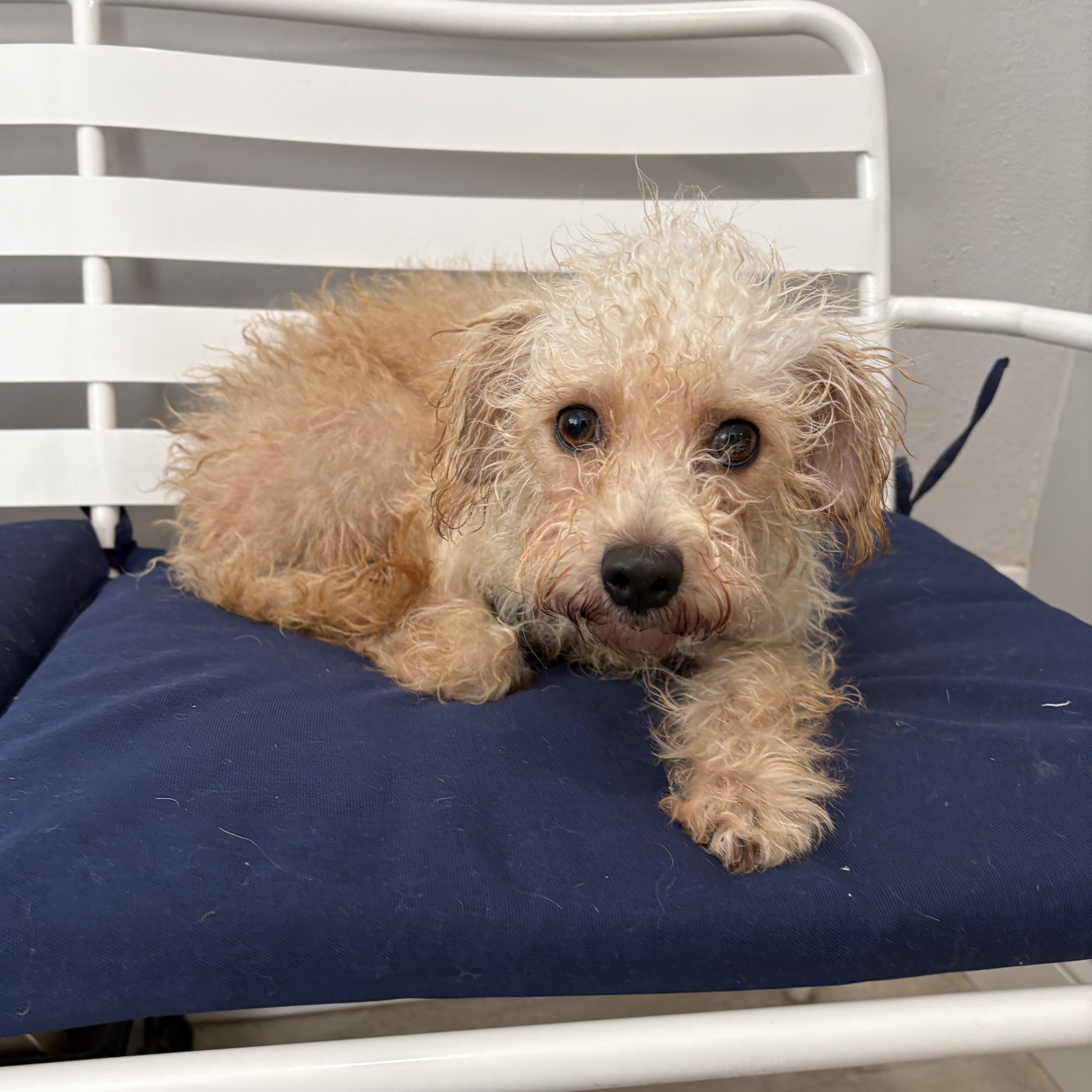Enlarge Gregory, an adopted mixed breed in Abington, PA image 1/1
