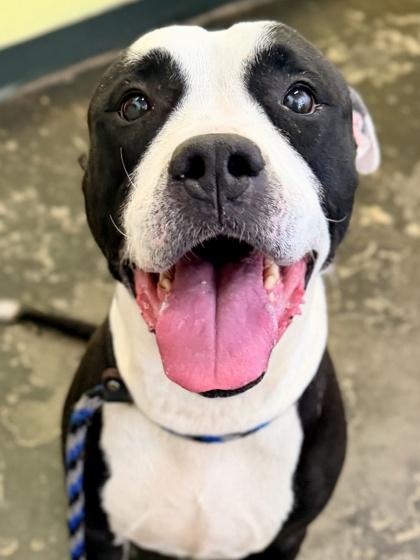 Enlarge Zeus, a Adoptable Mixed Breed in Cincinnati, OH image 1/3