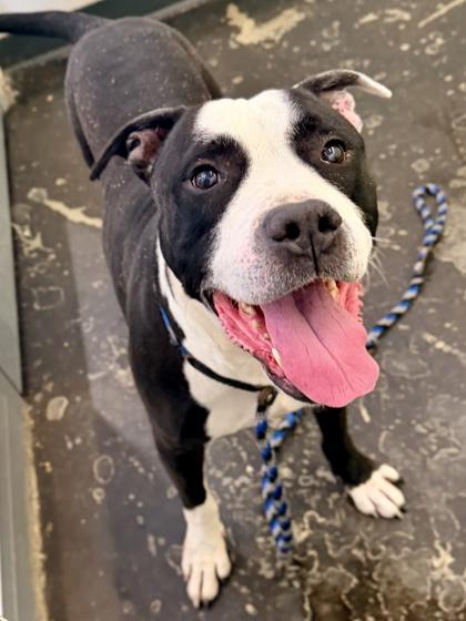 Enlarge Zeus, a Adoptable Mixed Breed in Cincinnati, OH image 2/3