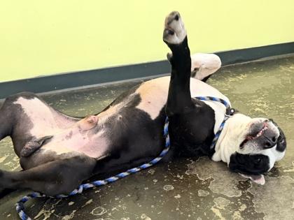 Enlarge Zeus, a Adoptable Mixed Breed in Cincinnati, OH image 3/3