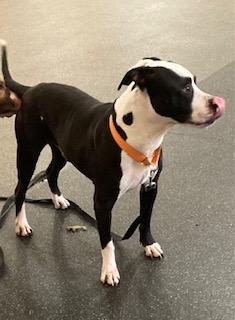 Enlarge Zeus, a Adoptable Mixed Breed in Cincinnati, OH image 1/1