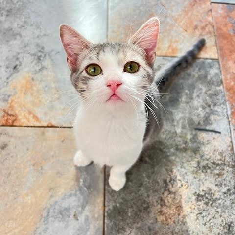 Leroy & Jethro Groth, Adoptable, Young Male Domestic Short Hair.