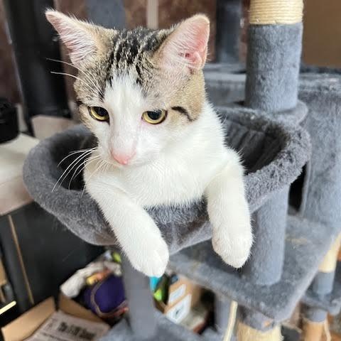 Enlarge Leroy & Jethro Groth, a Adoptable Domestic Short Hair in Denver, CO image 3/6