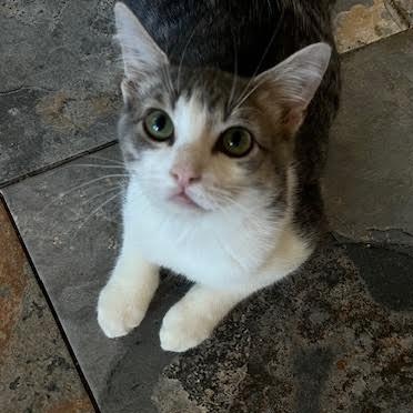 Enlarge Leroy & Jethro Groth, a Adoptable Domestic Short Hair in Denver, CO image 5/6