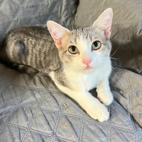 Enlarge Leroy & Jethro Groth, a Adoptable Domestic Short Hair in Denver, CO image 6/6