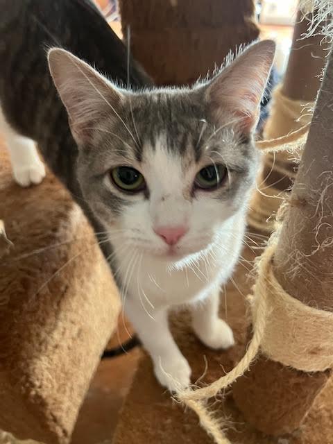 Enlarge Leroy & Jethro Groth, a Adoptable Domestic Short Hair in Denver, CO image 4/6