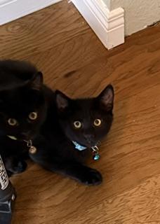 Glory A Little Black Beauty Who Gives Kisses, Adoptable, Kitten Female Domestic Short Hair.