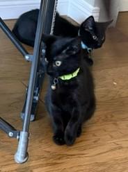 Enlarge Glory A Little Black Beauty Who Gives Kisses, a Adoptable Domestic Short Hair in Prescott, AZ image 2/3
