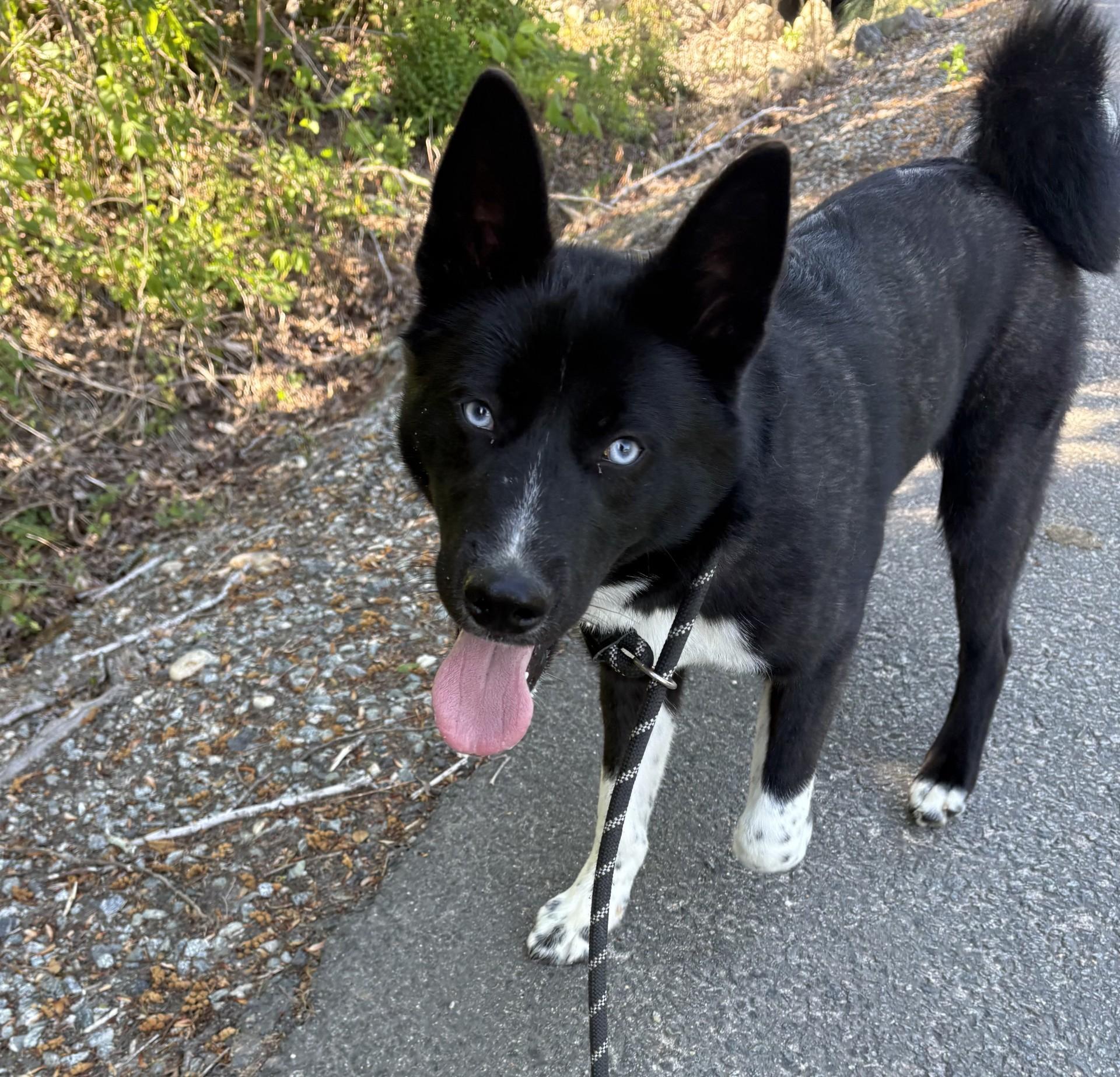 Enlarge Nyx, an adopted mixed breed in Ashland, VA image 2/4