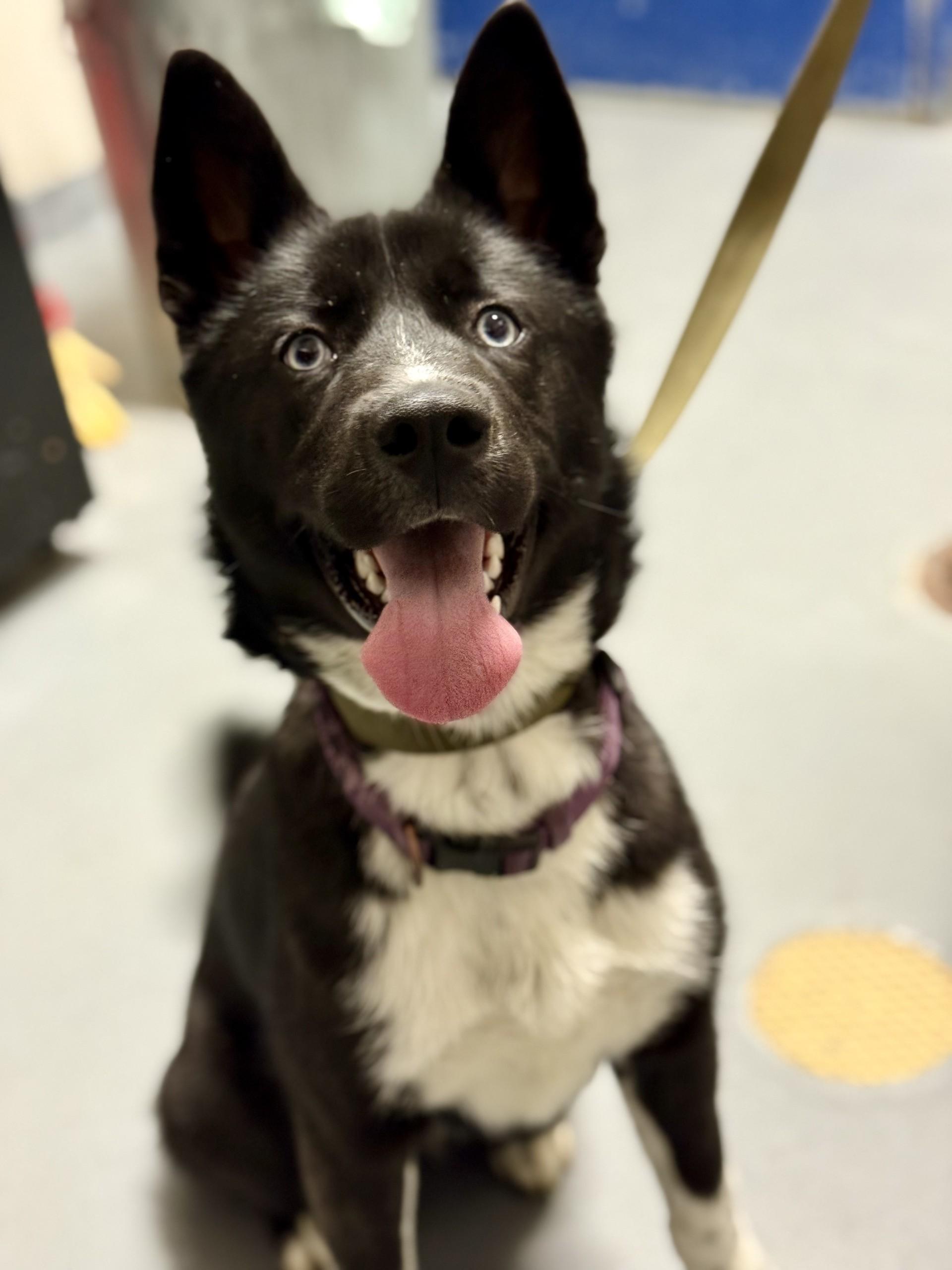 Enlarge Nyx, an adopted mixed breed in Ashland, VA image 1/4