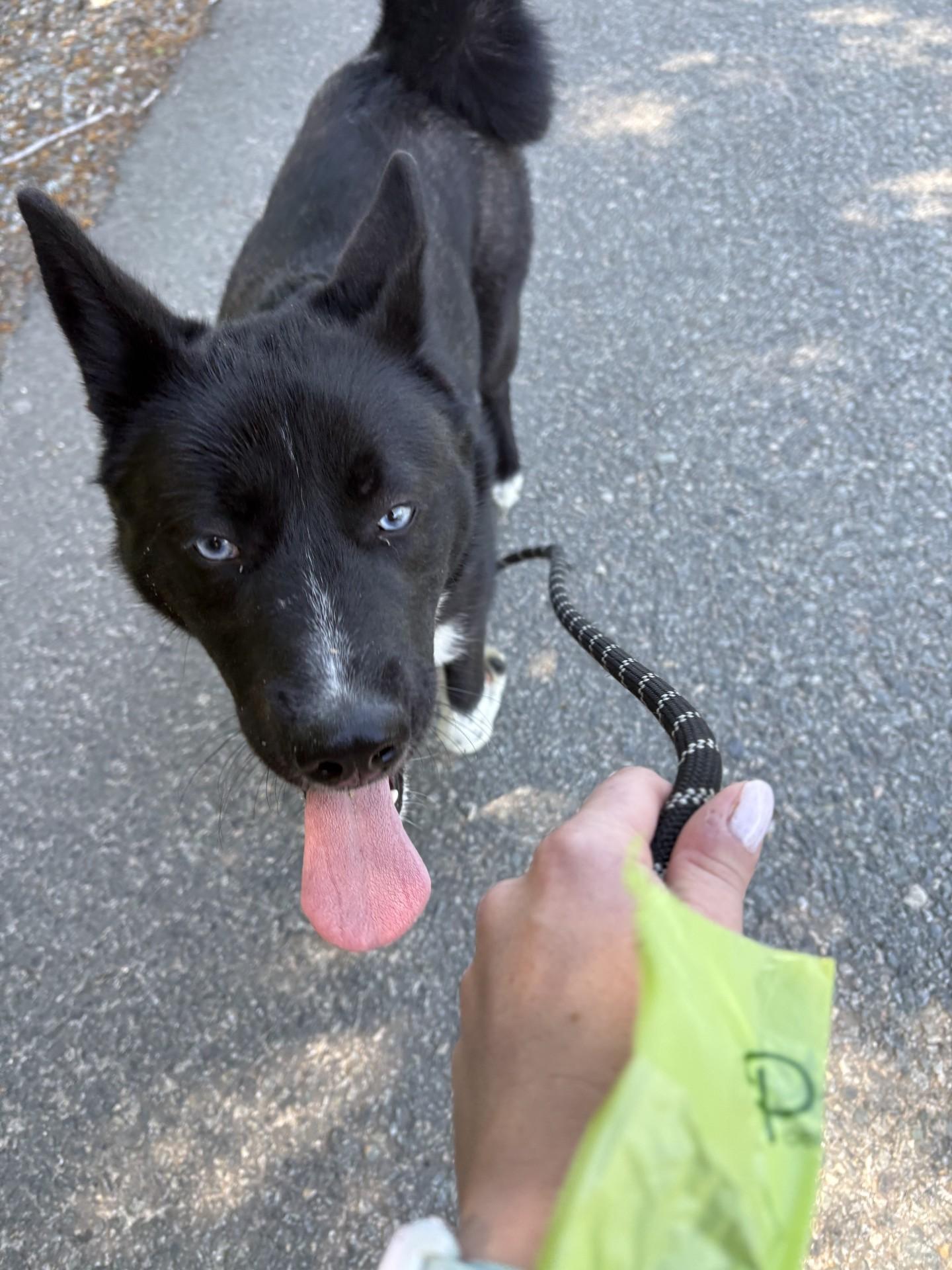 Enlarge Nyx, an adopted mixed breed in Ashland, VA image 3/4