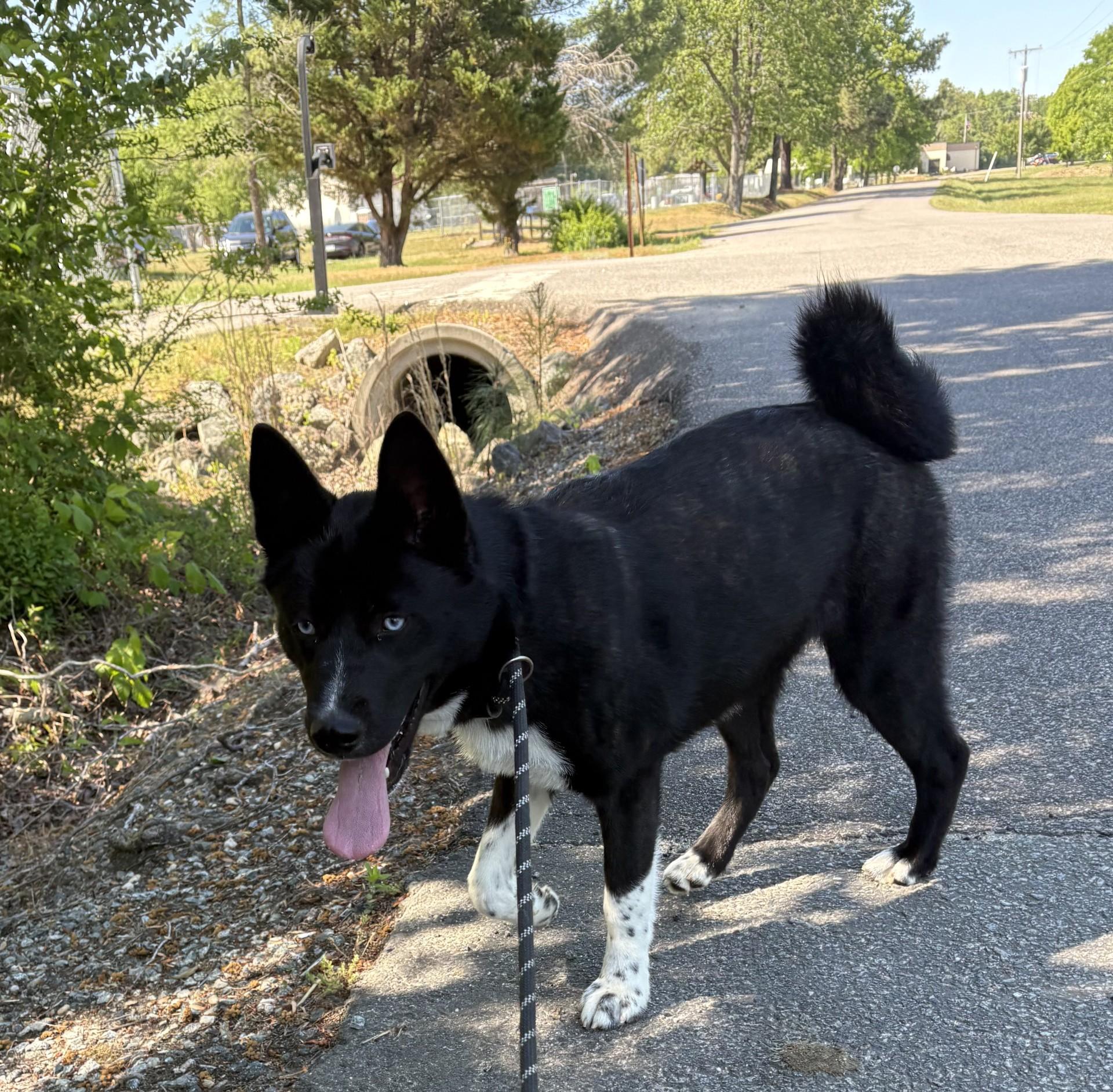 Enlarge Nyx, an adopted mixed breed in Ashland, VA image 4/4
