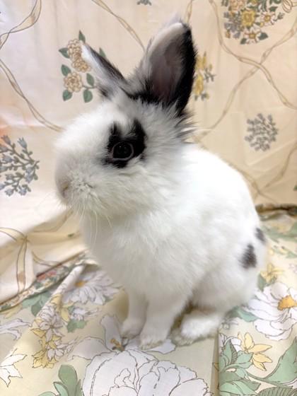 Jett, Adoptable, Adult Male Lionhead & Bunny Rabbit.