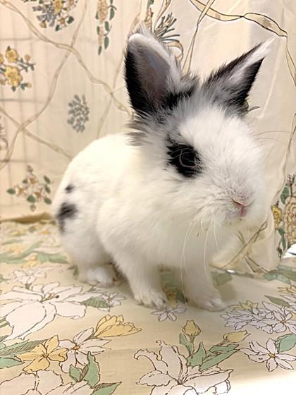 Enlarge Jett, a Adoptable mixed breed in Quakertown, PA image 2/3