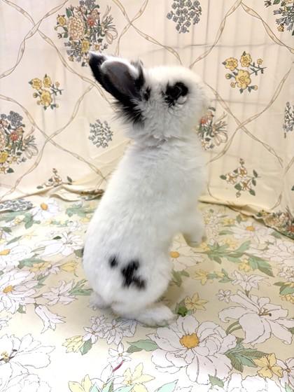 Enlarge Jett, a Adoptable mixed breed in Quakertown, PA image 3/3