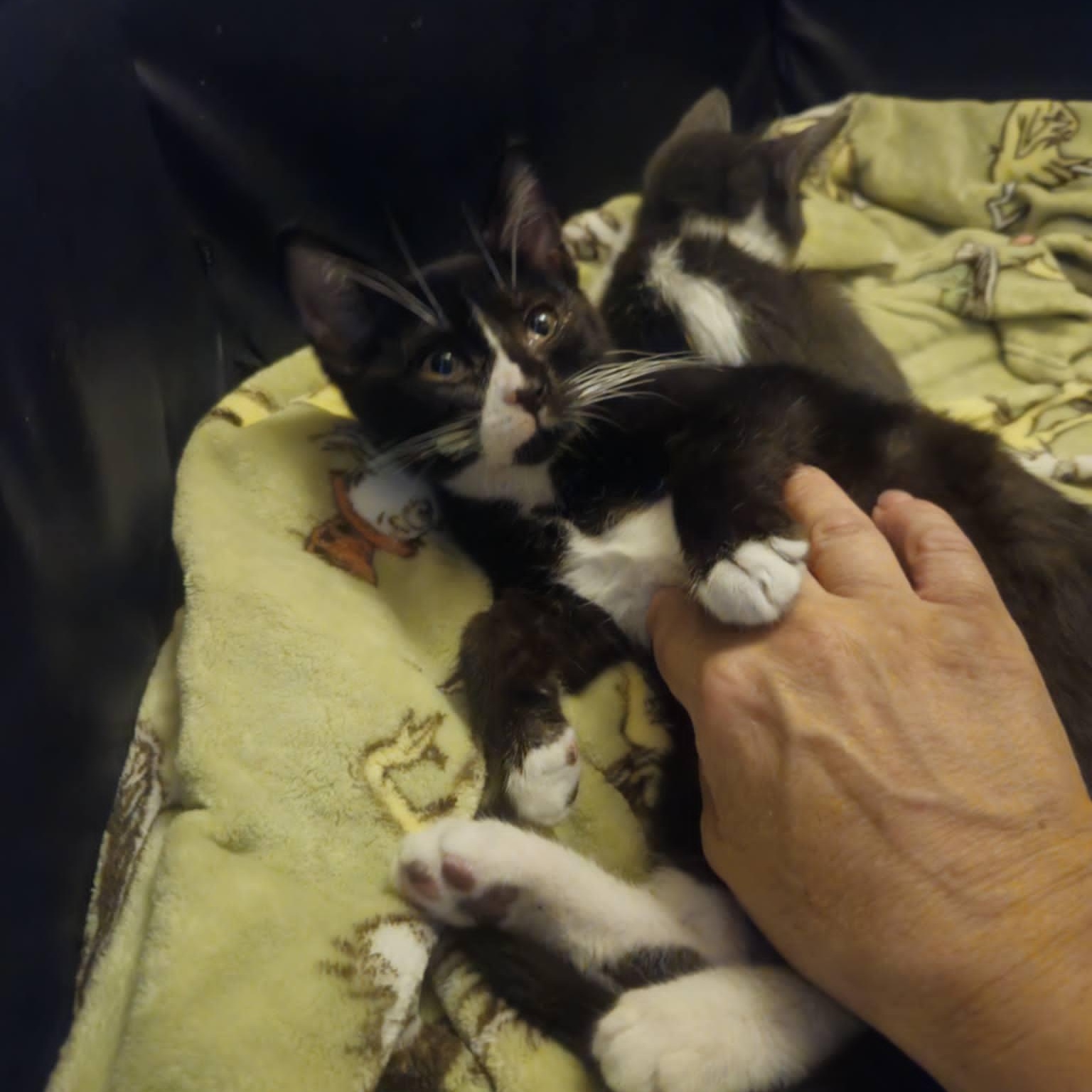 Enlarge Caleb (Bonded with Belinda), a Adoptable Domestic Short Hair in Rochester, NY image 4/5