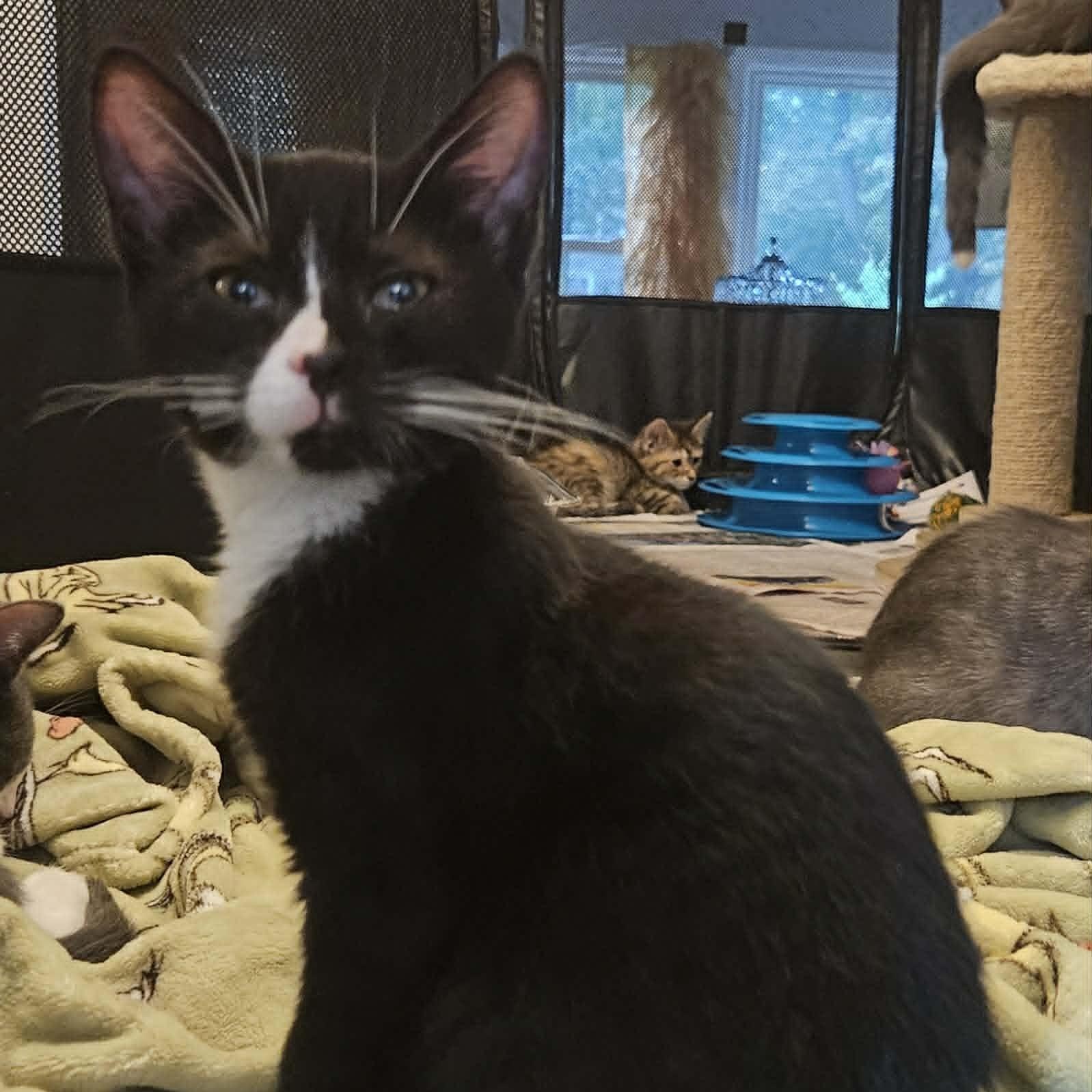 Enlarge Caleb (Bonded with Belinda), a Adoptable Domestic Short Hair in Rochester, NY image 1/5