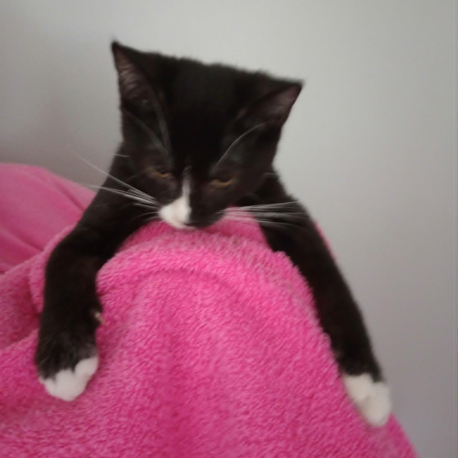 Enlarge Caleb (Bonded with Belinda), a Adoptable Domestic Short Hair in Rochester, NY image 3/5