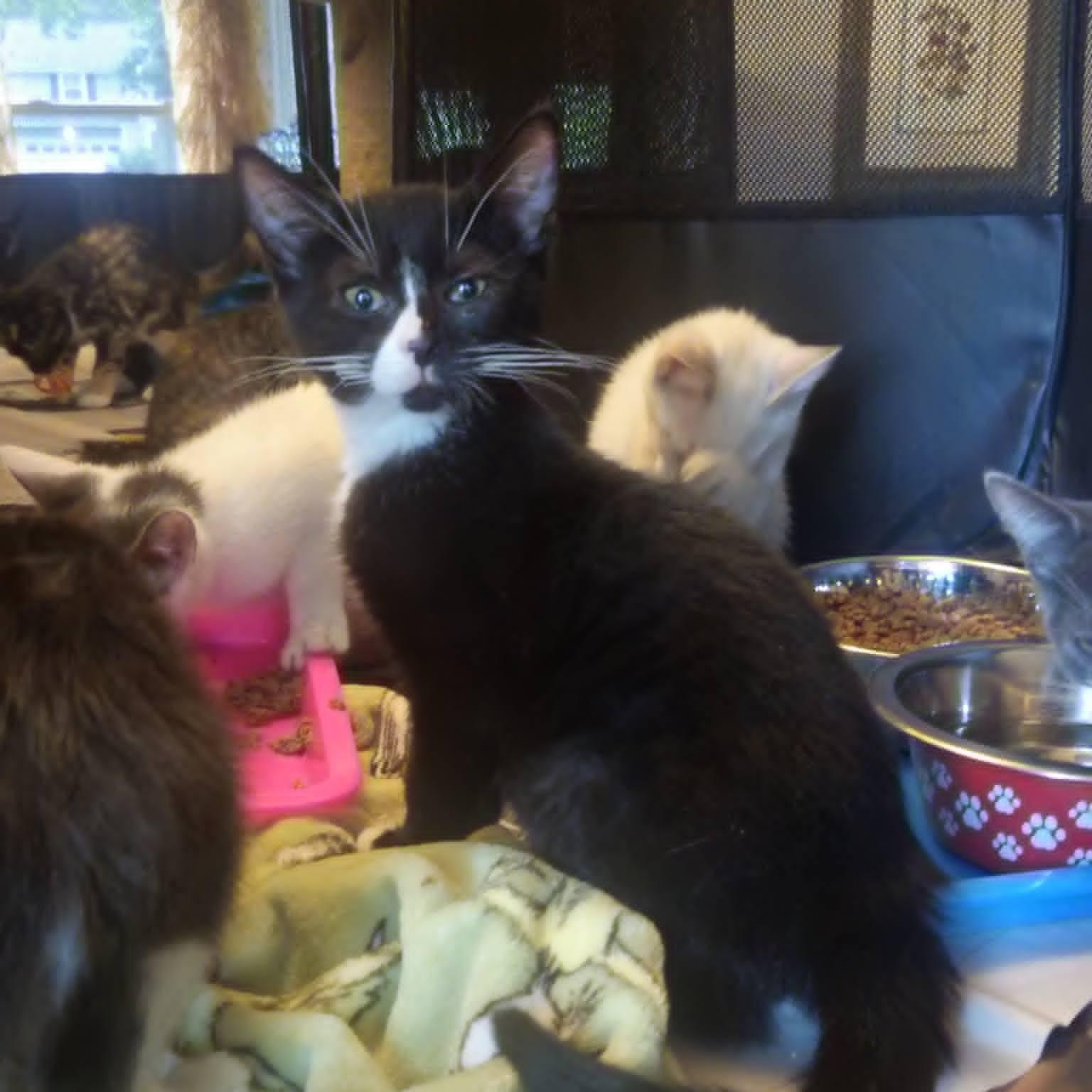 Enlarge Caleb (Bonded with Belinda), a Adoptable Domestic Short Hair in Rochester, NY image 2/5