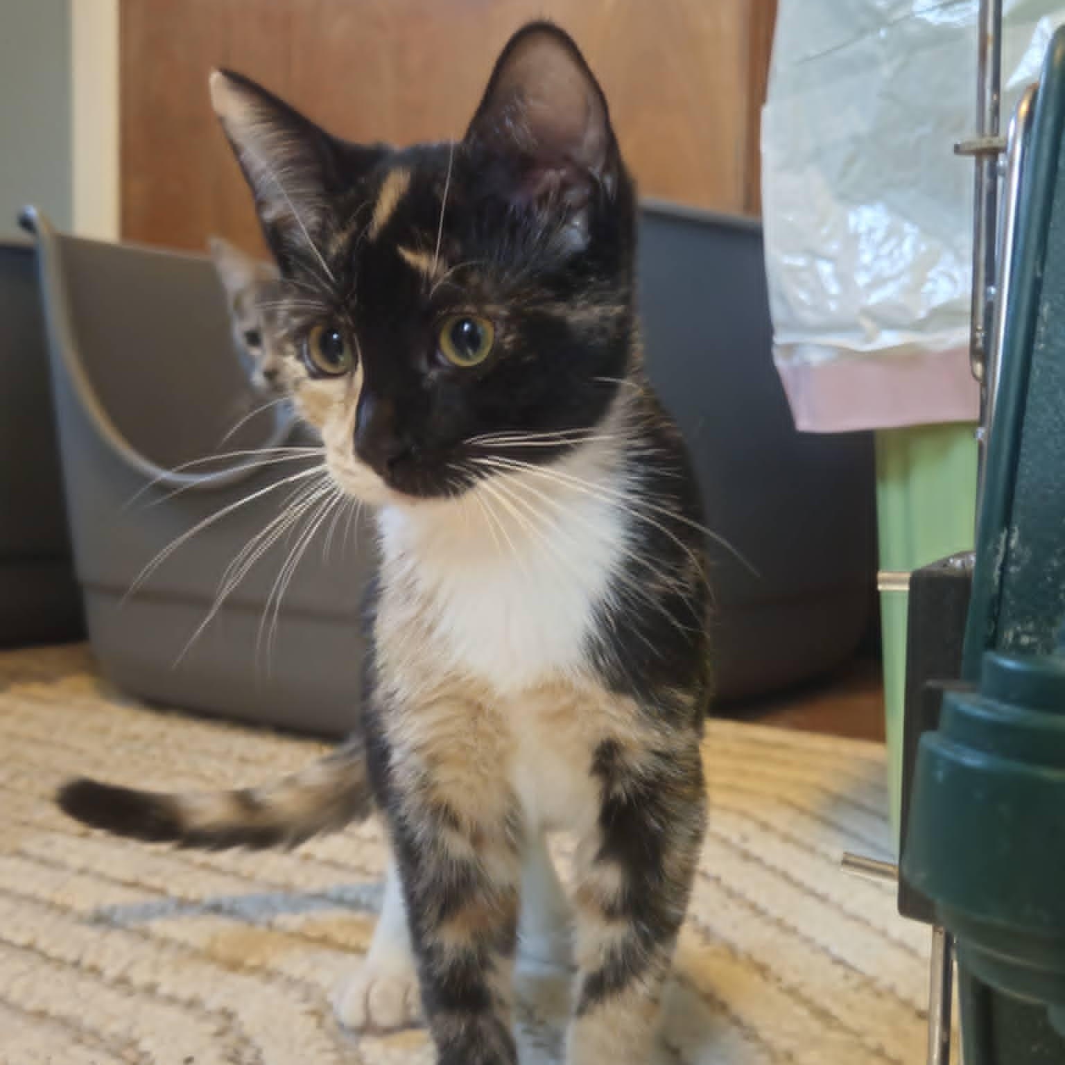 Enlarge Caleb (Bonded with Belinda), a Adoptable Domestic Short Hair in Rochester, NY image 5/5