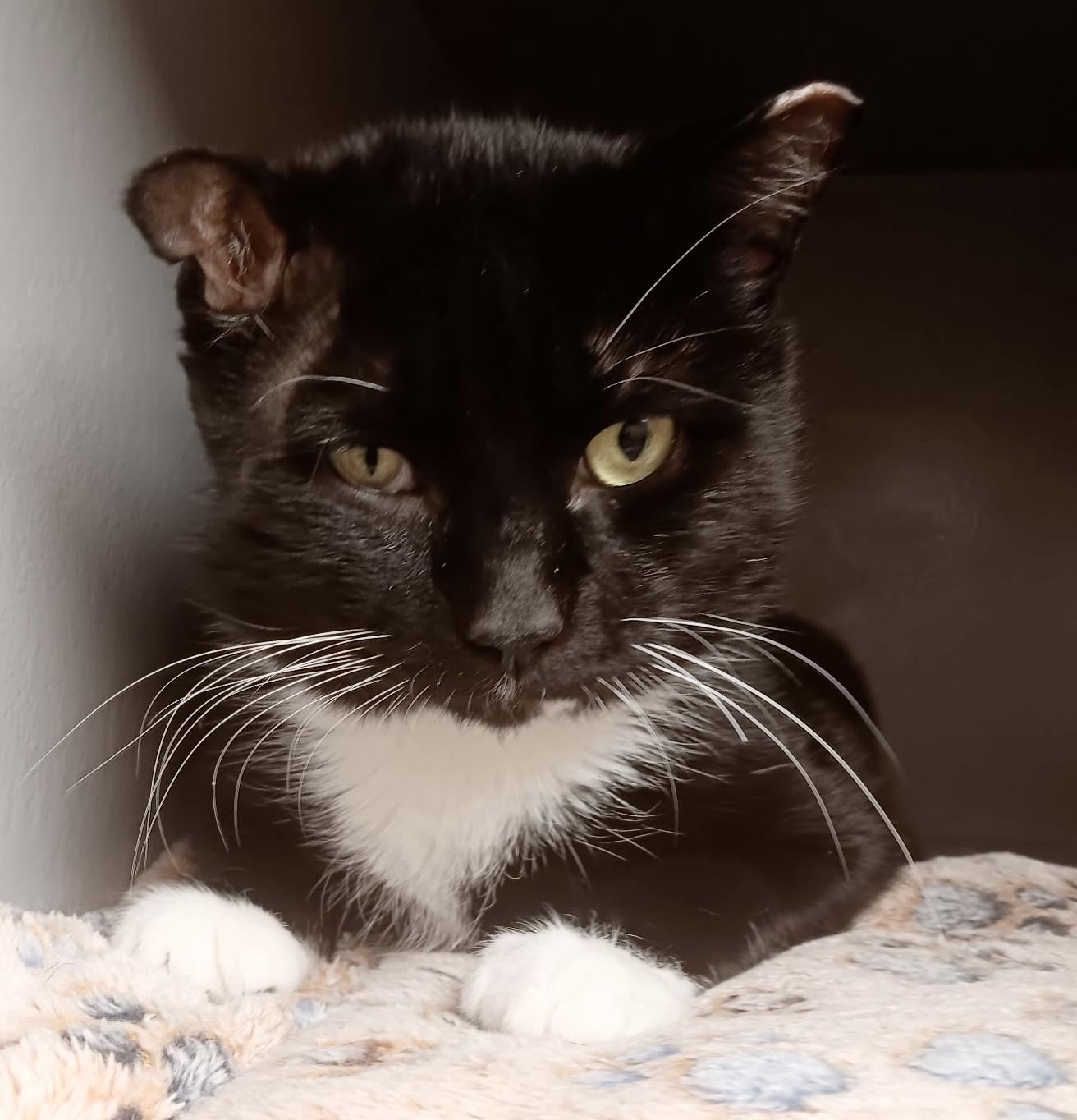 Fred, ADOPTABLE, Young Male Domestic Short Hair.