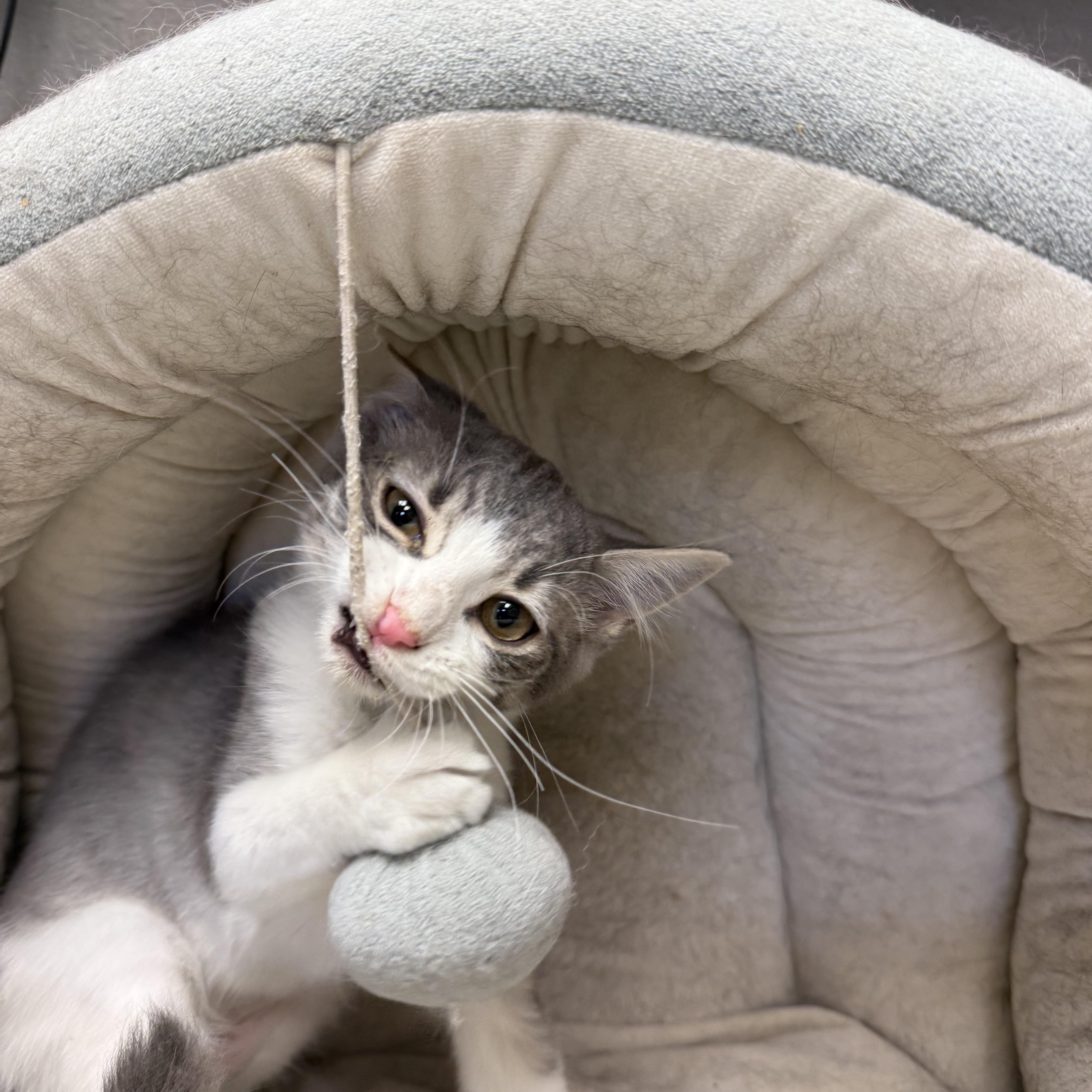 Enlarge Samantha, a Adoptable Domestic Short Hair in Butler, NJ image 2/6