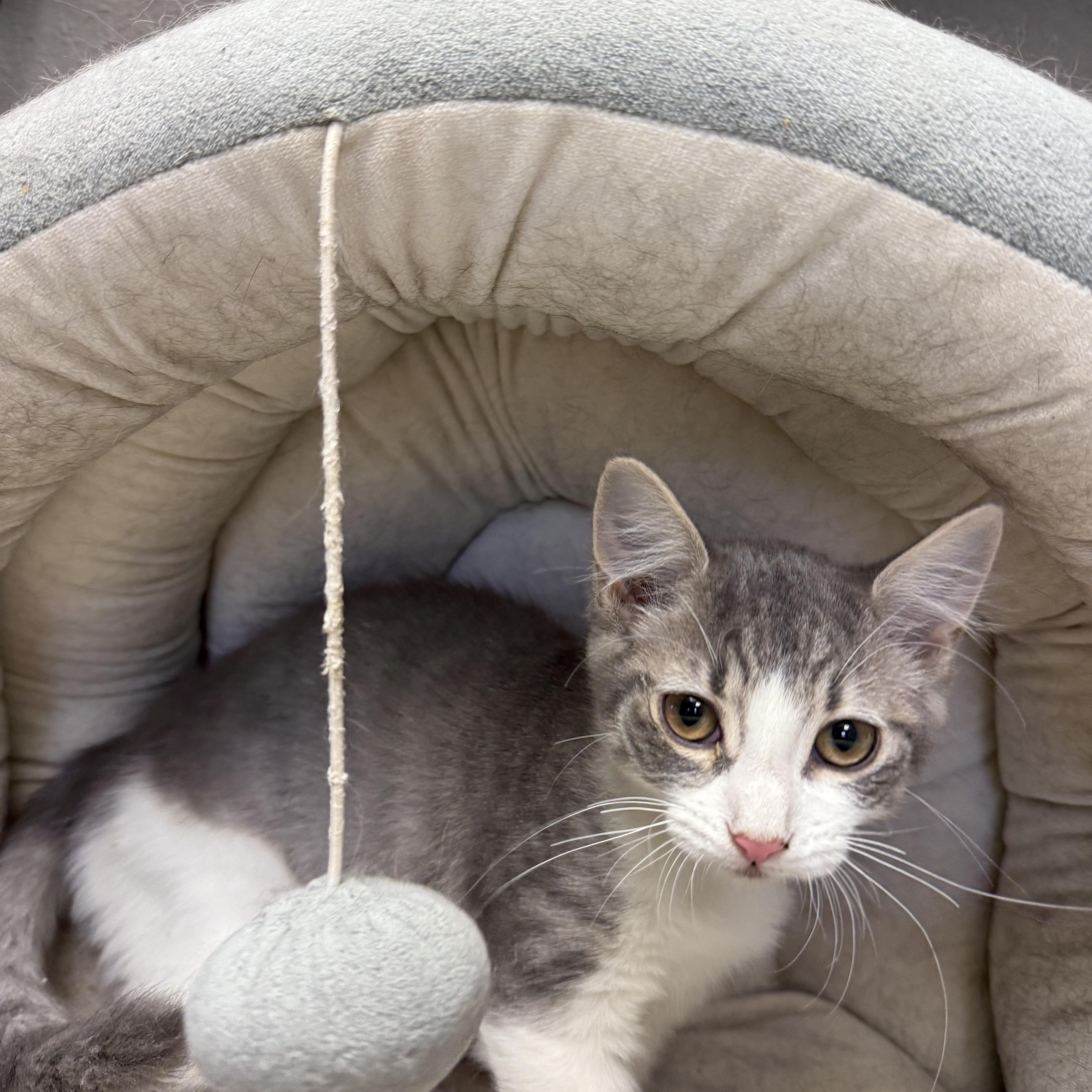 Enlarge Samantha, a Adoptable Domestic Short Hair in Butler, NJ image 3/6