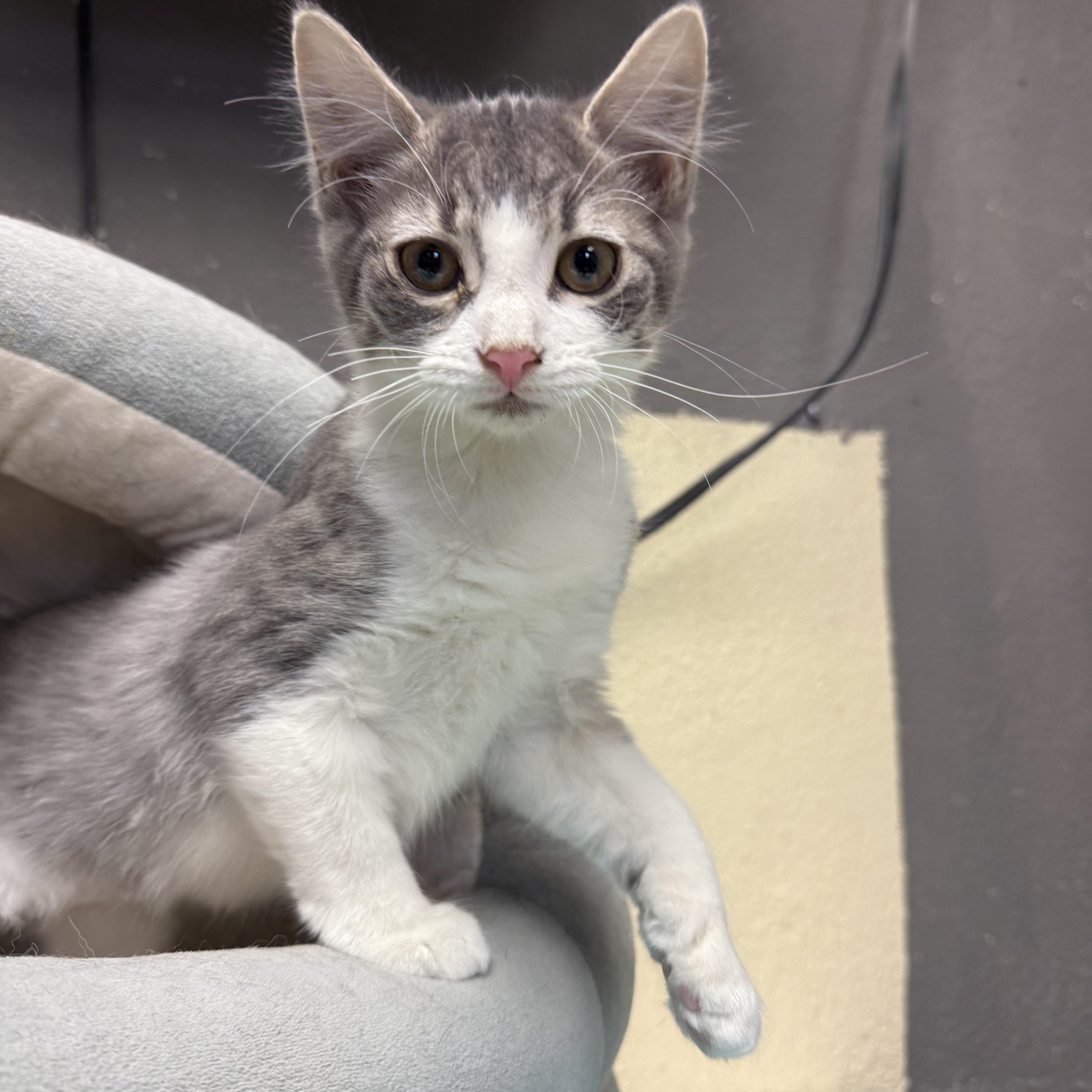 Enlarge Samantha, a Adoptable Domestic Short Hair in Butler, NJ image 4/6