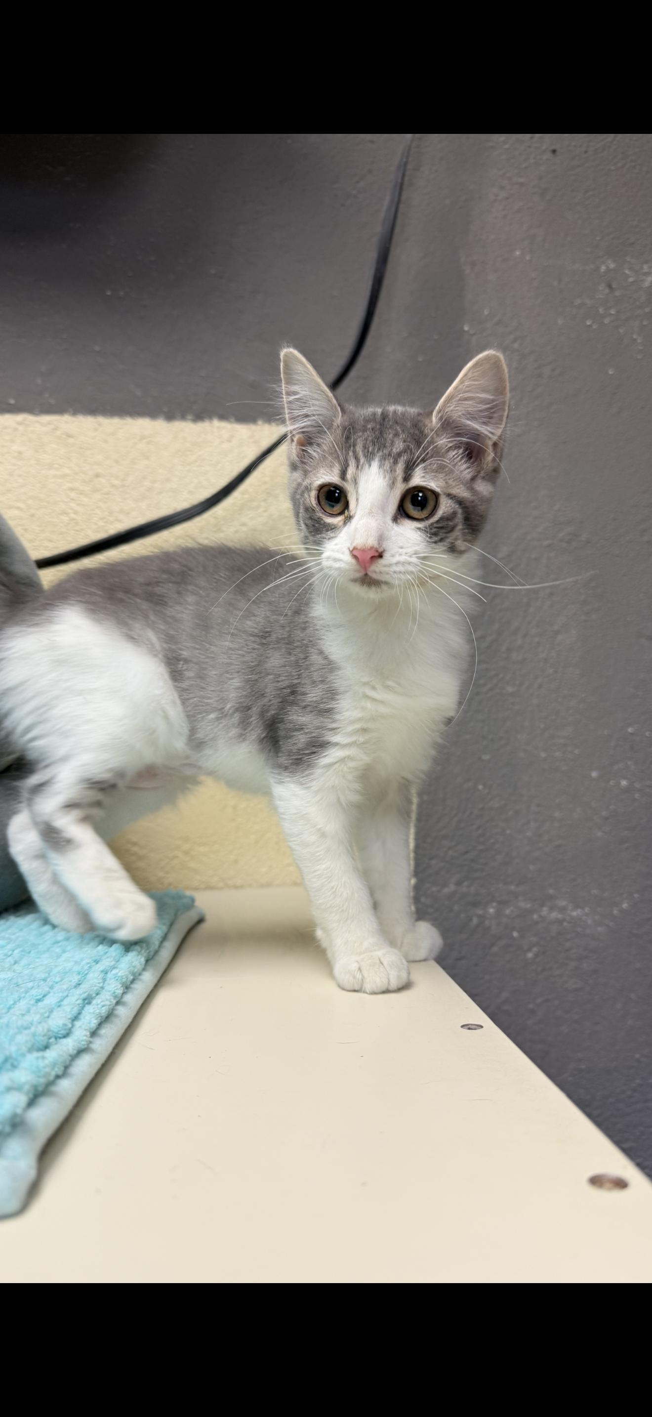 Enlarge Samantha, a Adoptable Domestic Short Hair in Butler, NJ image 5/6