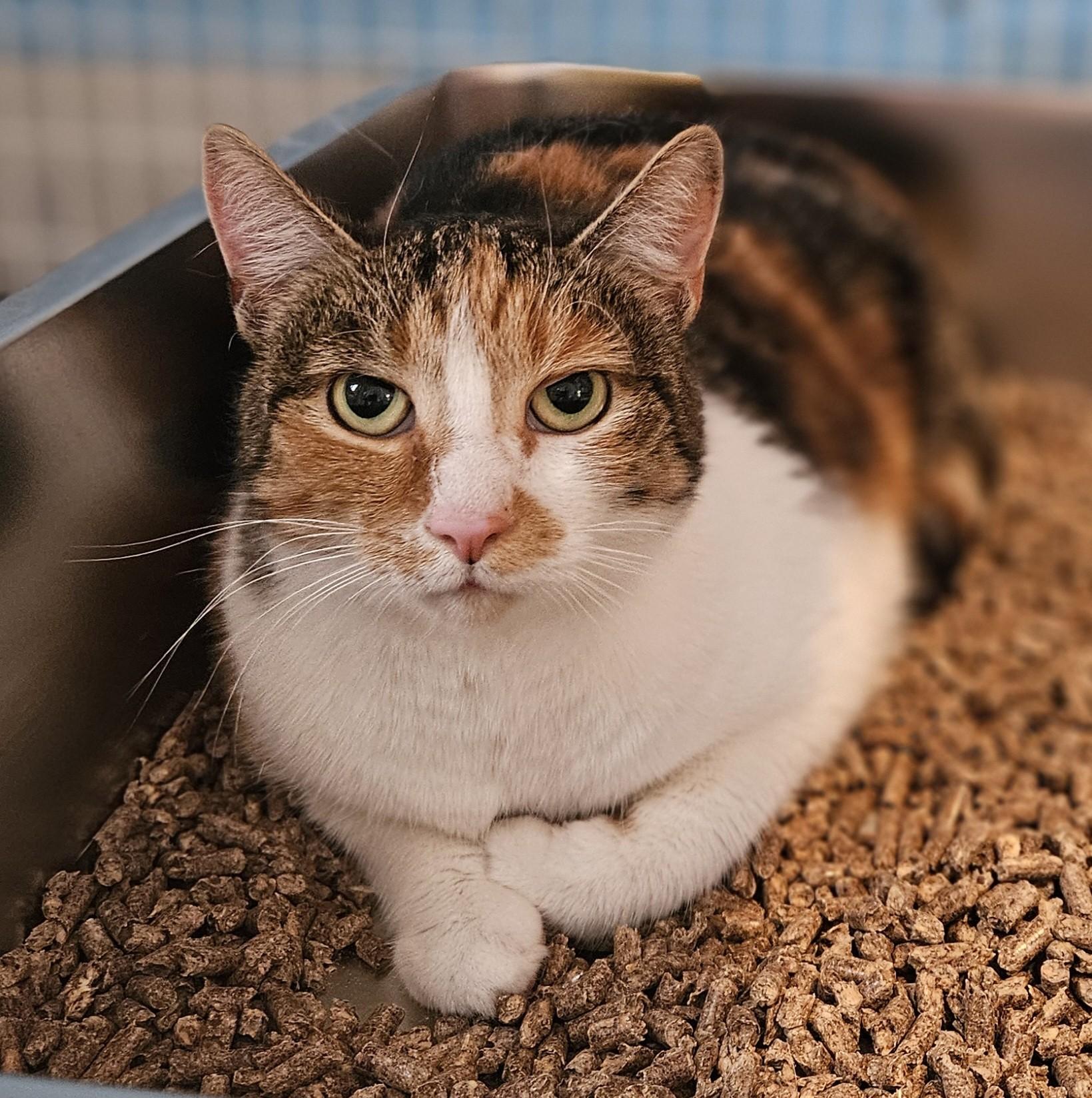 Enlarge Cornbread, a ADOPTABLE Domestic Short Hair in Claremont, NH image 1/1