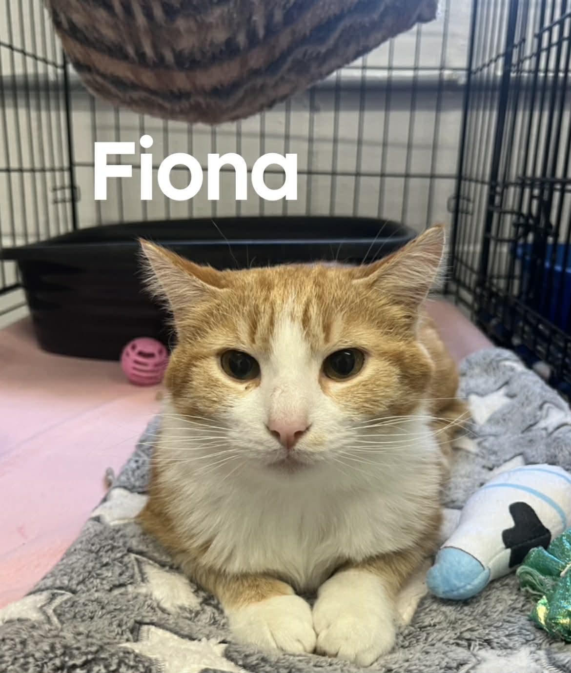 Fiona, ADOPTABLE, Young Female American Shorthair.