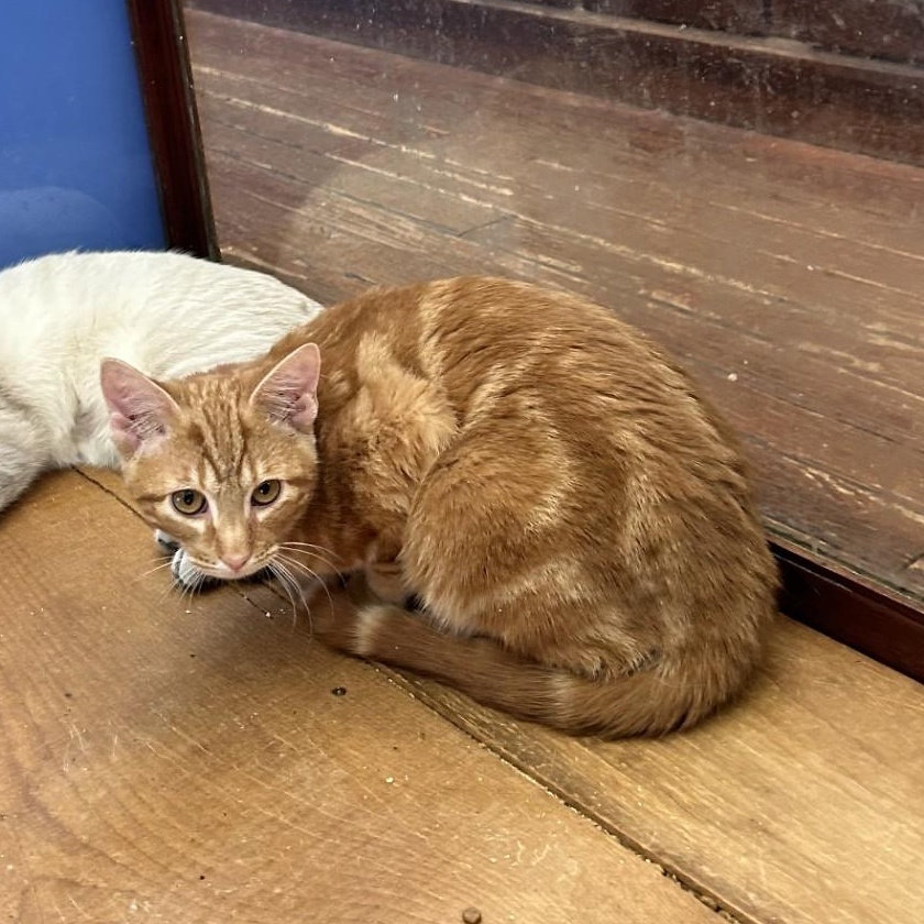 Andy, a Adoptable Domestic Short Hair in Springdale, AR image 1/4