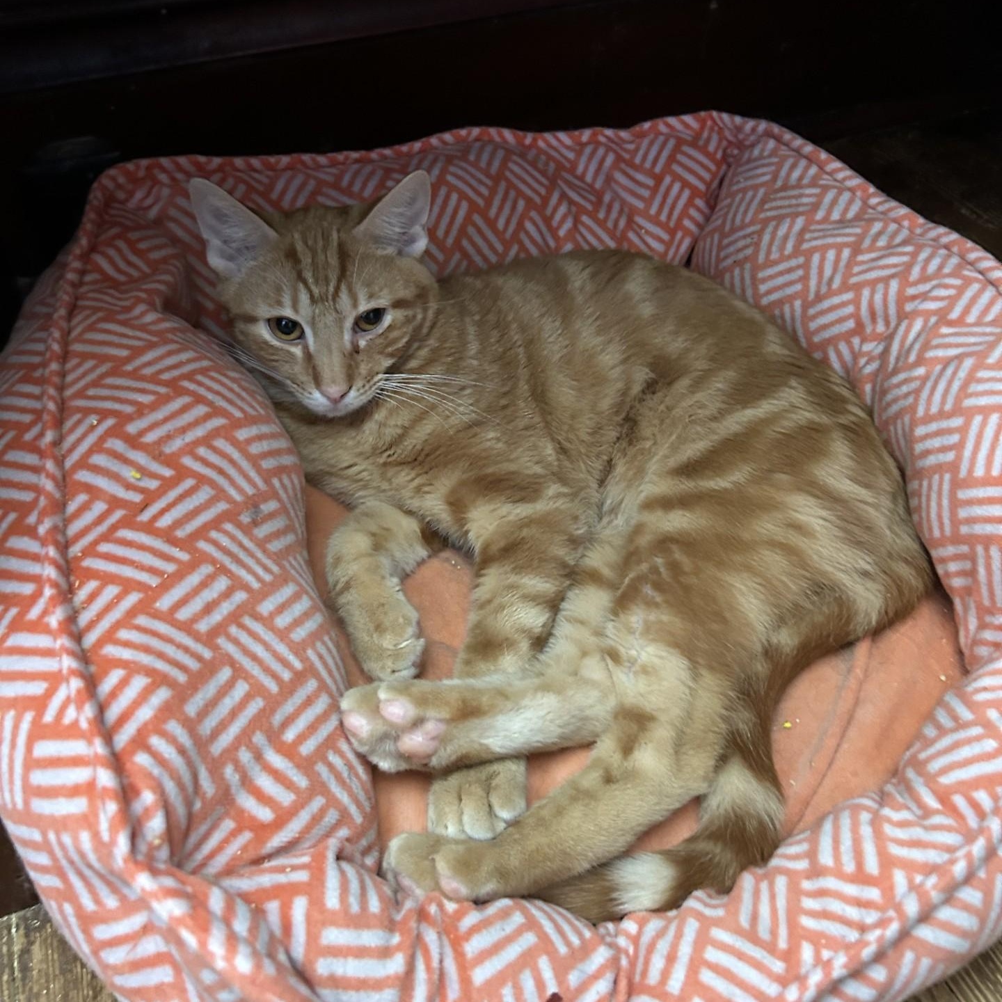 Andy, a Adoptable Domestic Short Hair in Springdale, AR image 2/4