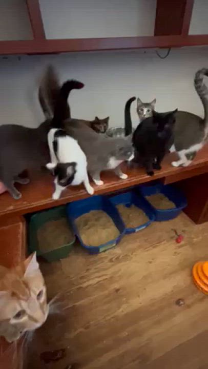 Enlarge Andy, a Adoptable Domestic Short Hair in Springdale, AR video 3/4