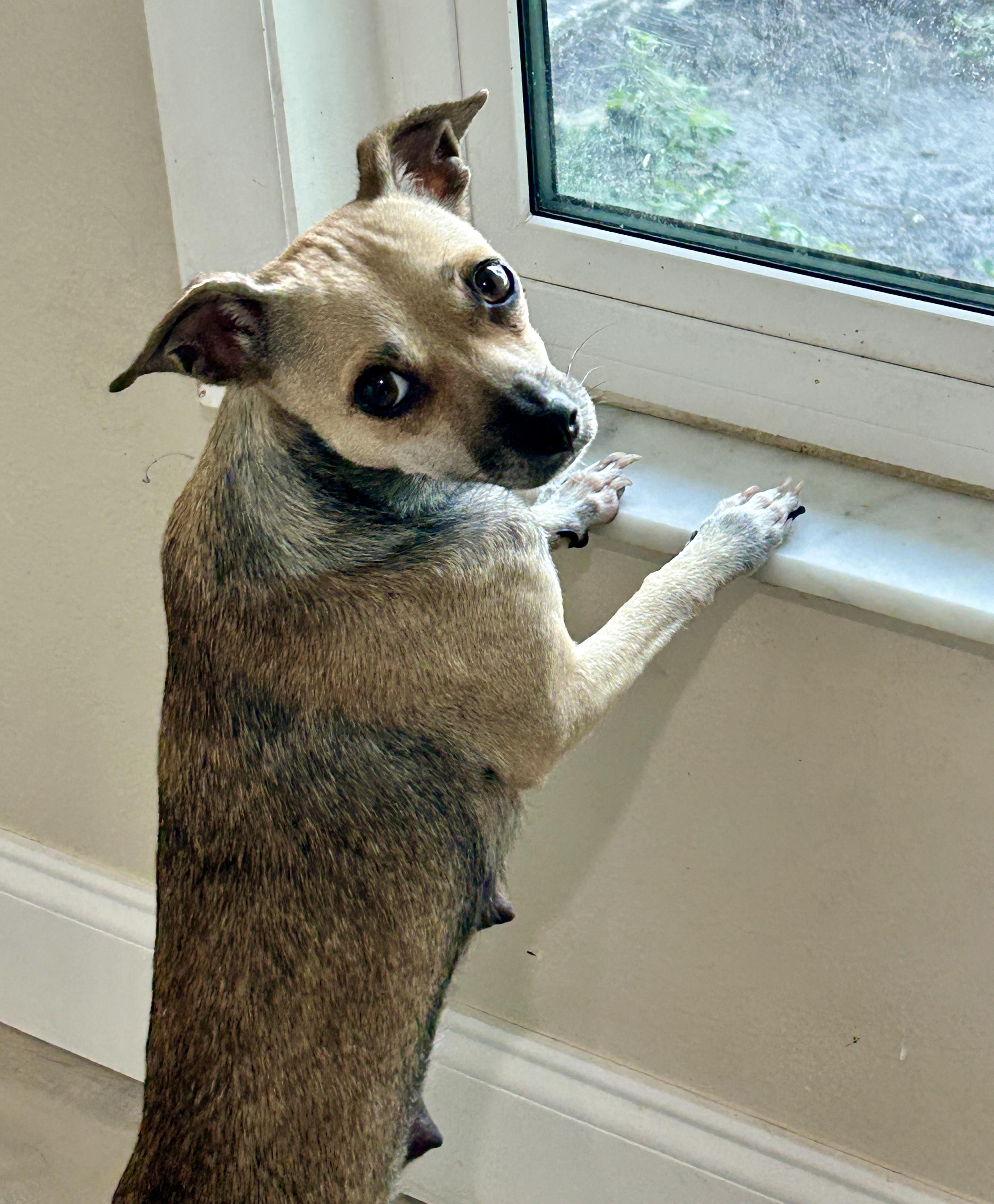 Enlarge Journey, a Adoptable Rat Terrier in Sarasota, FL image 3/4