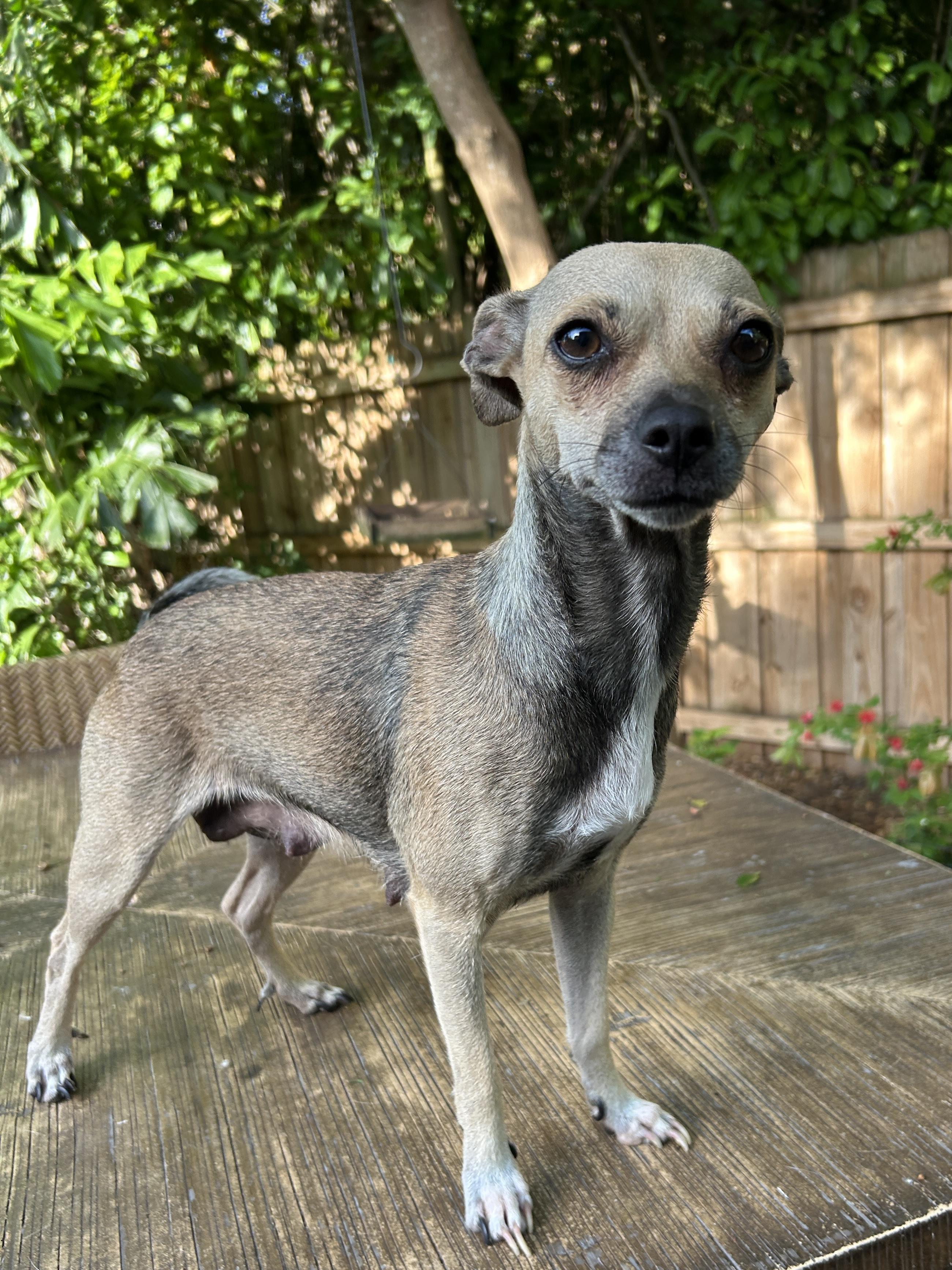 Enlarge Journey, a Adoptable Rat Terrier in Sarasota, FL image 4/4