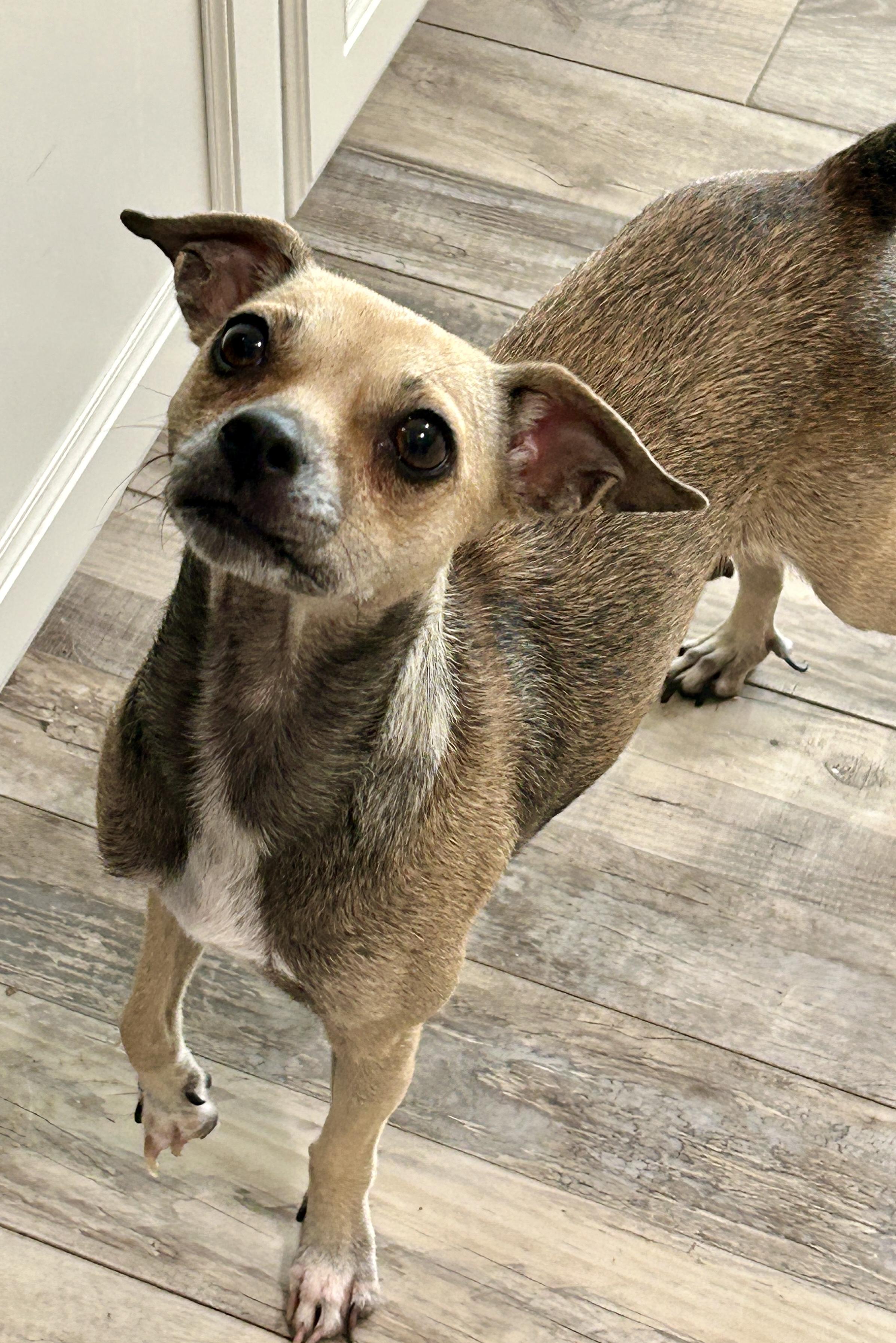 Journey, Adoptable, Young Female Rat Terrier.