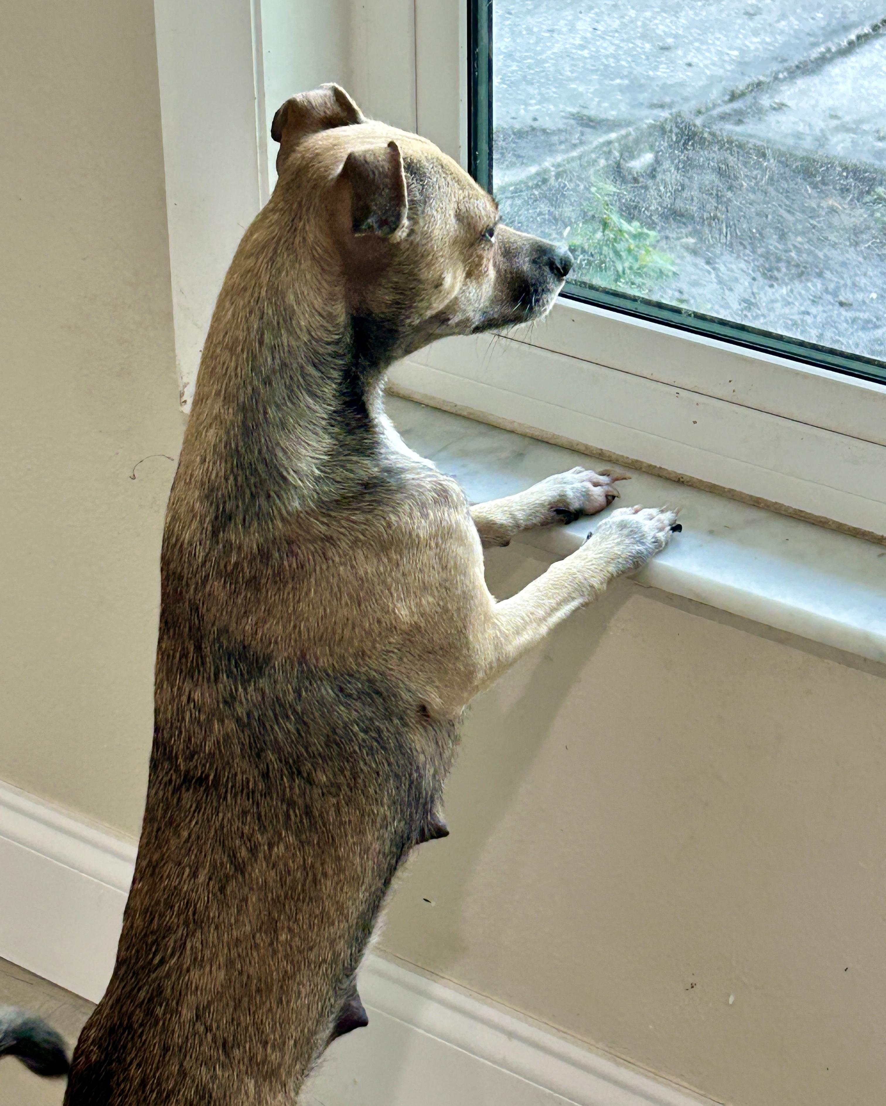 Enlarge Journey, a Adoptable Rat Terrier in Sarasota, FL image 2/4