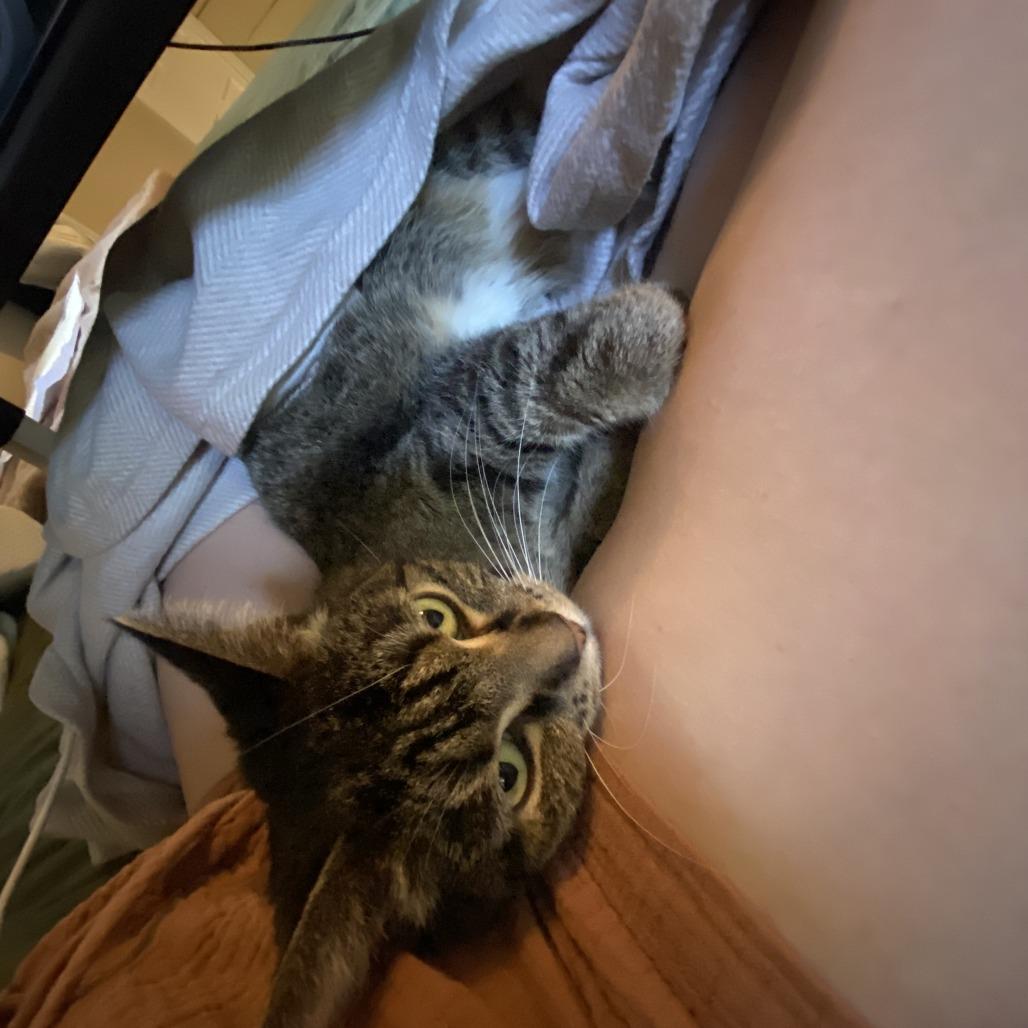 Lady, Adoptable, Senior Female Domestic Short Hair.