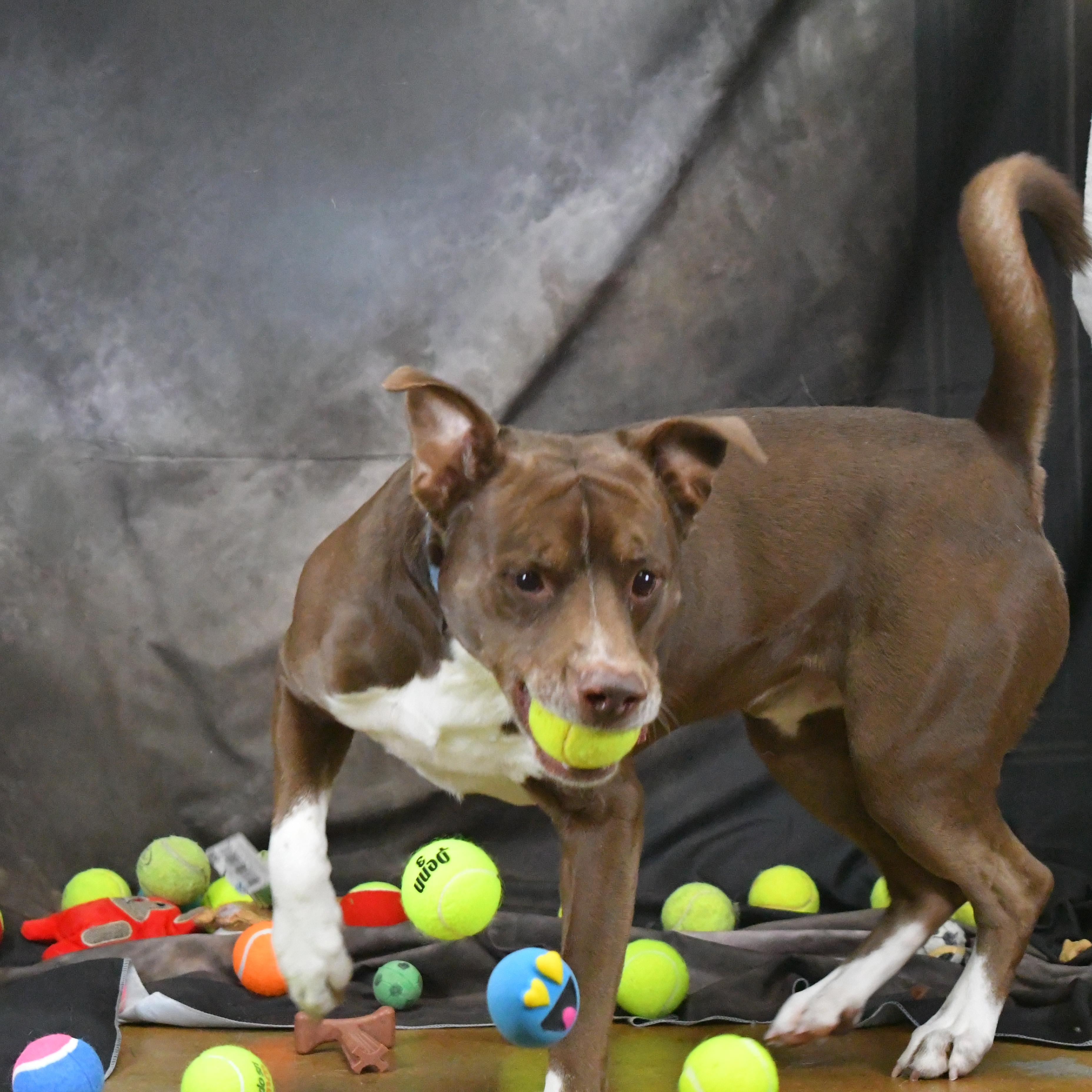Wilbur, an adopted Mixed Breed in Defuniak Springs, FL image 3/4
