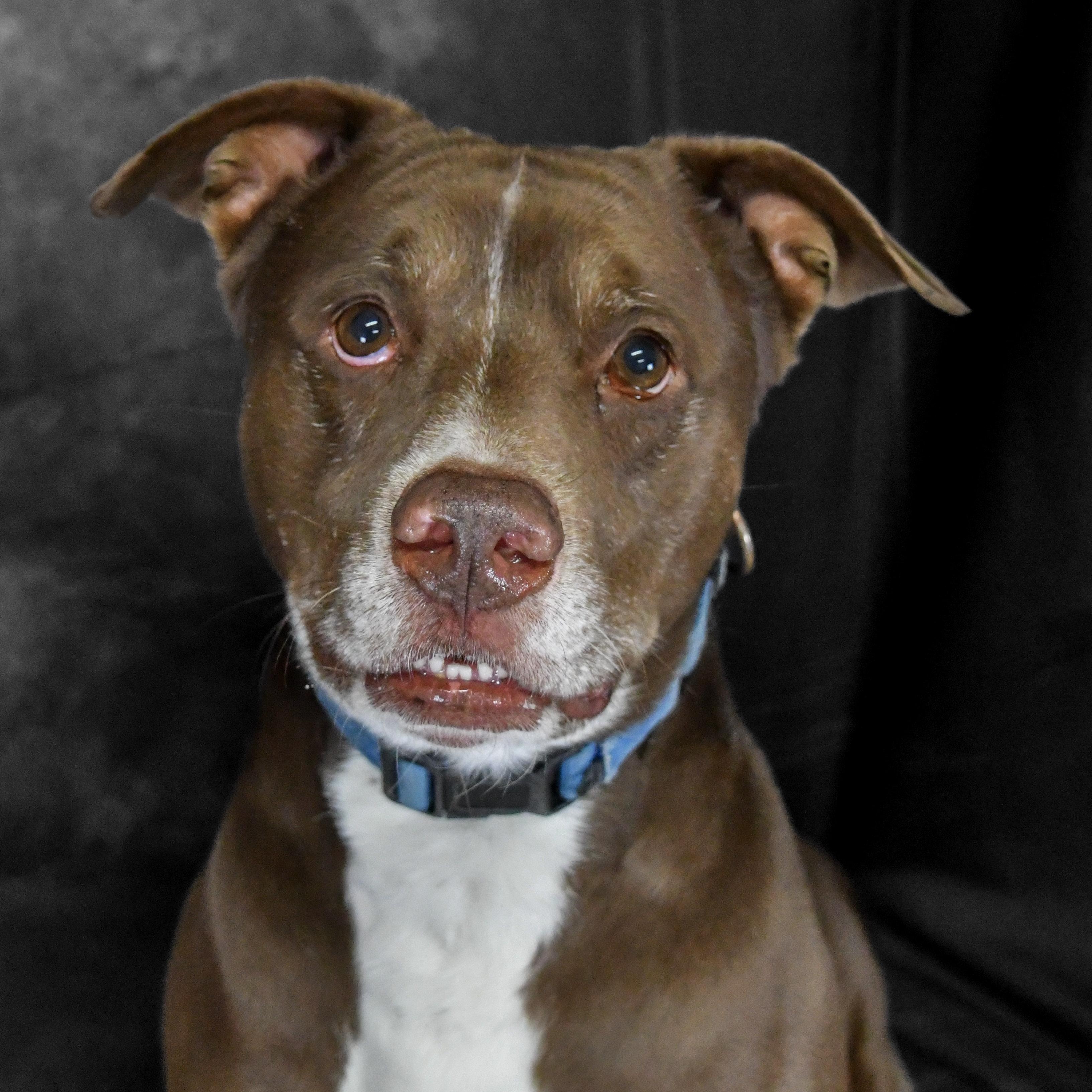 Wilbur, an adopted Mixed Breed in Defuniak Springs, FL image 1/4