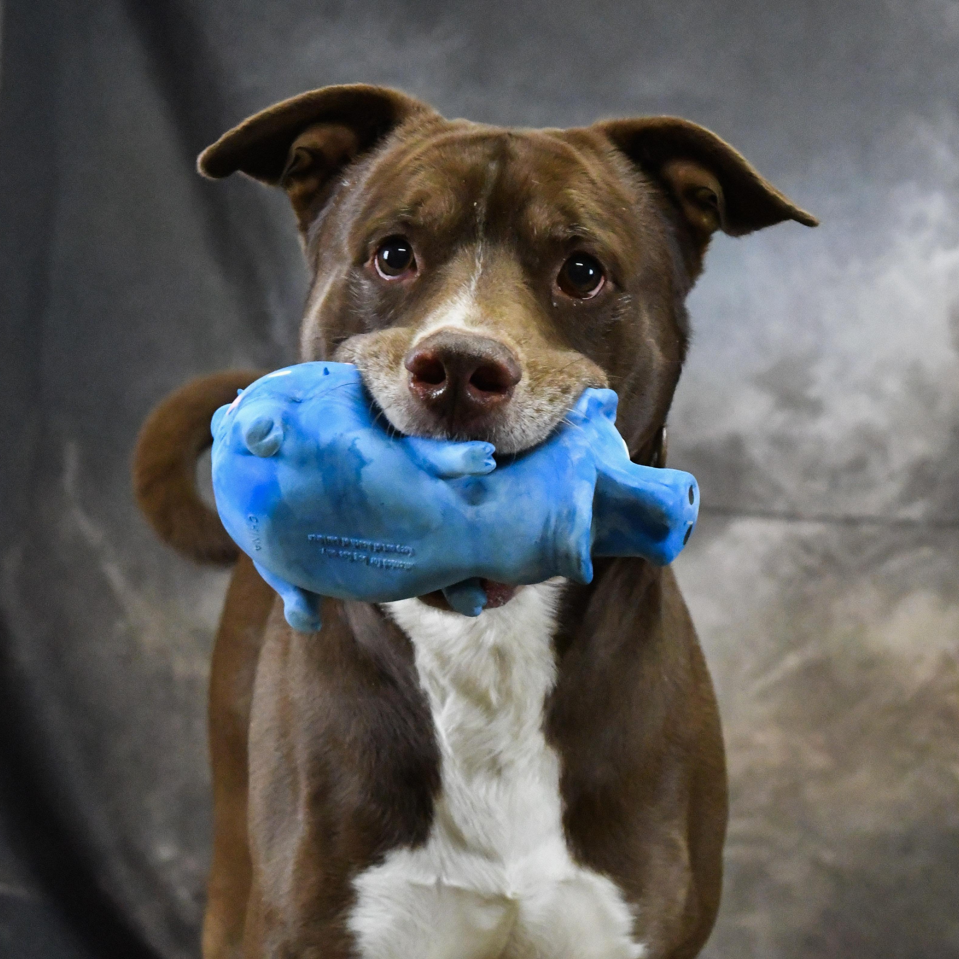 Wilbur, an adopted Mixed Breed in Defuniak Springs, FL image 2/4